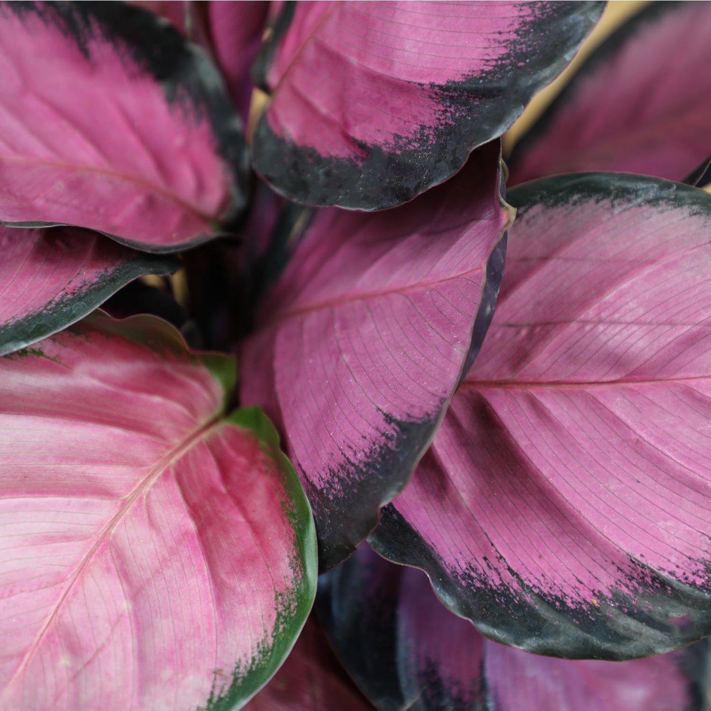 Pet Safe Live Prayer Plant Calathea Collection (3PK) in 4 Inch Pots, Pet Friendly Houseplants, Rattlesnake Plant, Orbifolia, Non-Toxic Houseplant Mix