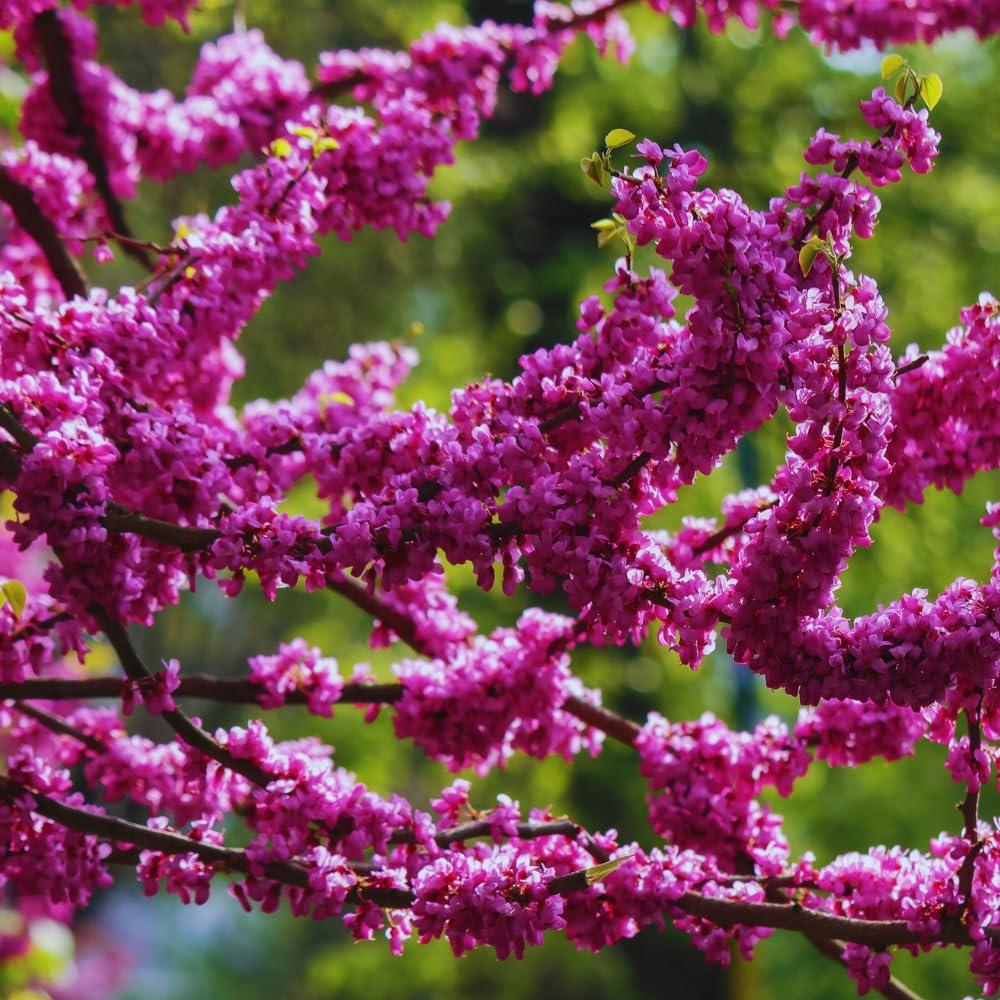 Eastern Redbud Tree Live Plant, Red Bud Tree Plant for Gardening, 1-2 Years Old, 8-10 Inches Tall
