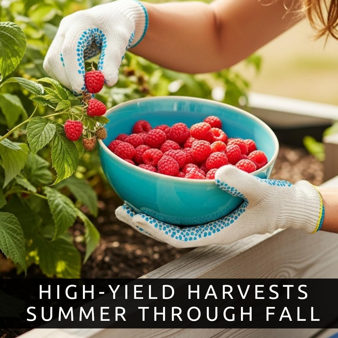 Joan J Raspberry Plants – Thornless Red Raspberry with Large Sweet Berries – Everbearing Fruit Plants for Home Gardens (10 Plants)