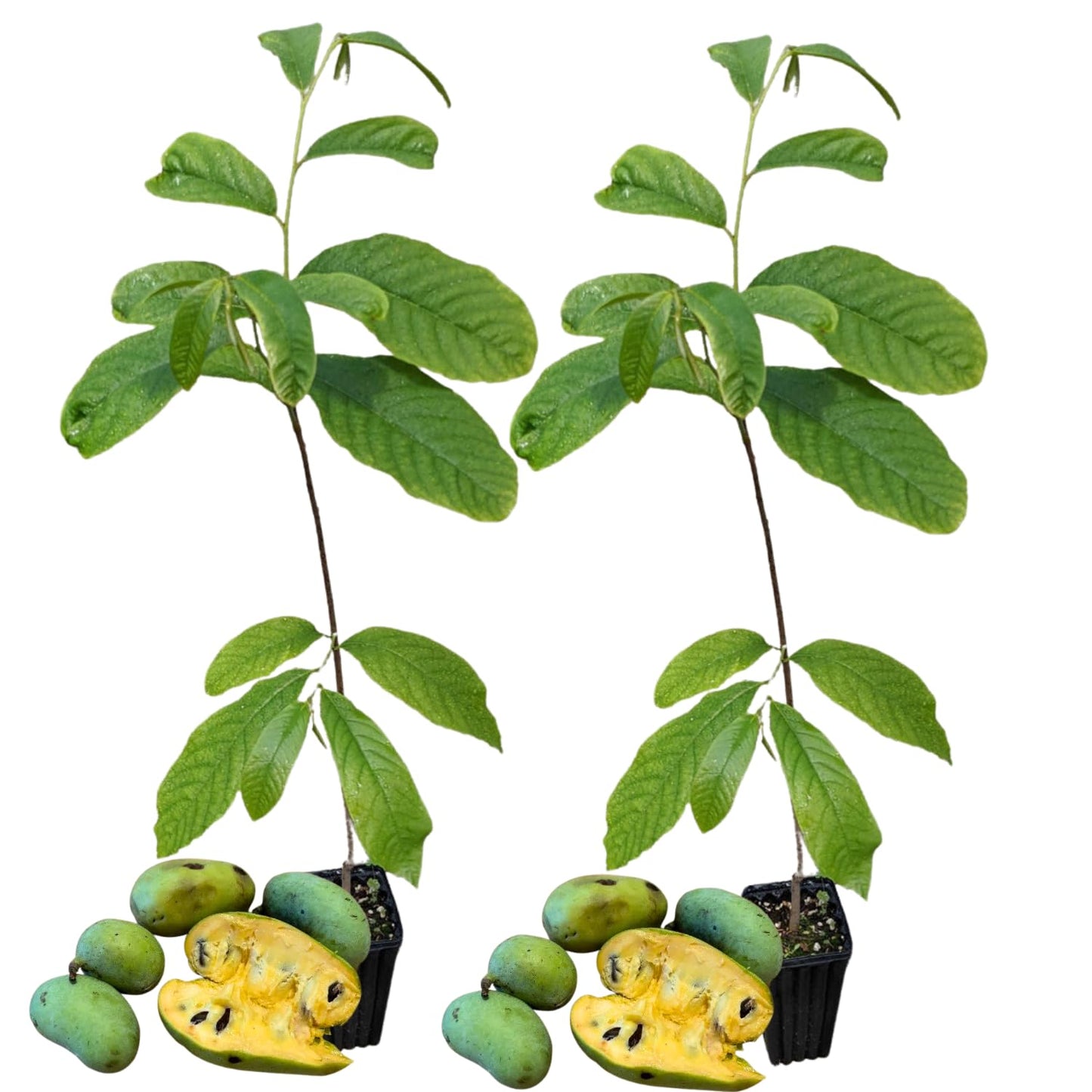 2 Pots Pawpaw Trees Live Plants, 7-13 Inches Height, in Quart Pots, Cold Hardy Paw Paw Fruit Trees for Planting
