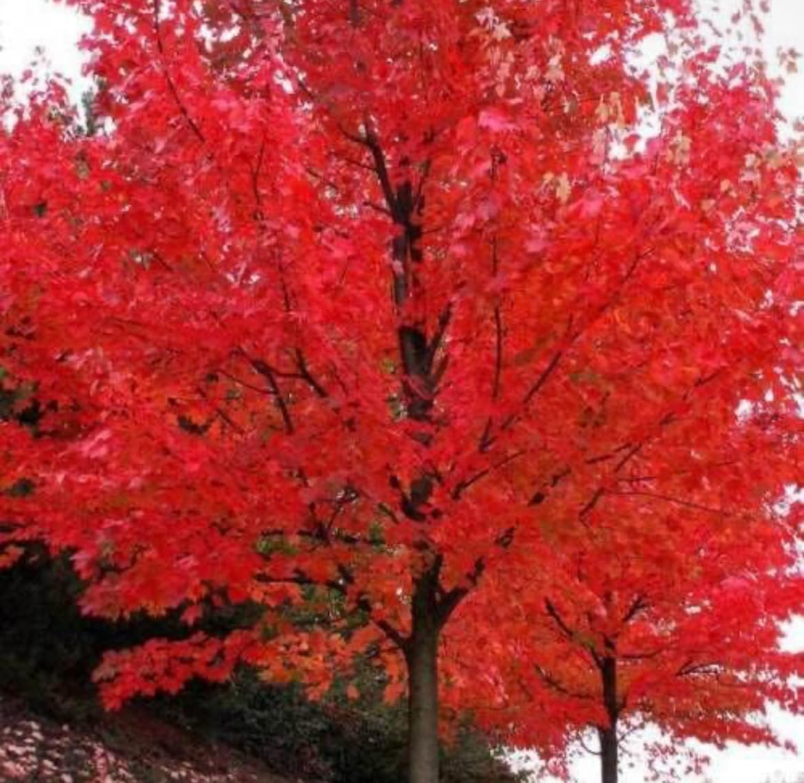 Autumn Blaze Maple Tree - 10-16" Tall Seedling - Quart Pot - Live Plant - Acer x freemanii 'Jeffersred'