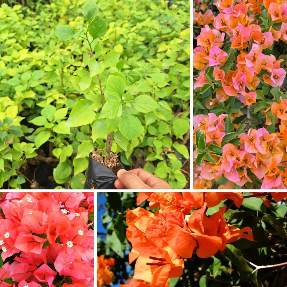 Set 2 Bougainvillea Plant Live, Trailing Flowering Vine, 4-6 Inches Tall, Well Rooted Bougainvillea, Outdoor Garden or Patio, No Pot (Orange)