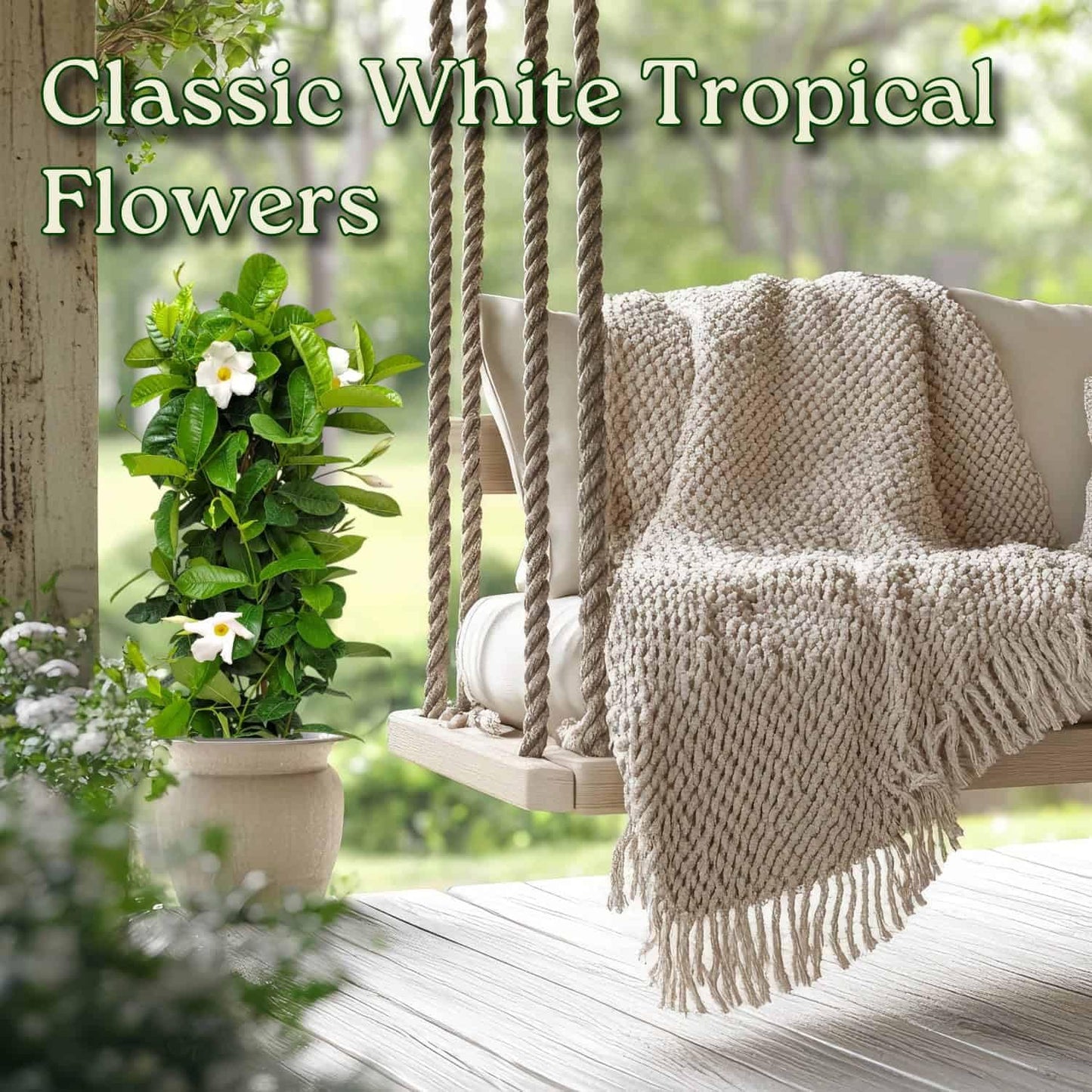 Live Mandevilla Vine Plant - Trellis - White Giant - Tropical Plants of Florida - Overall Height 36" (Plant Only)