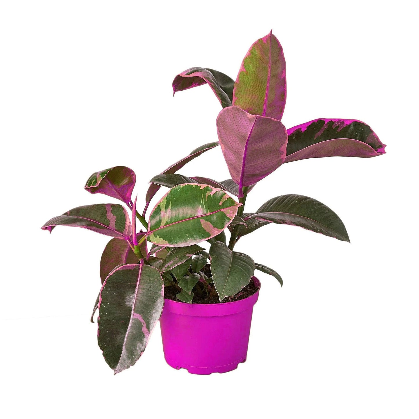 Ficus Elastica 'Ruby Pink' in 4in Pot - Live Plants Tropical Houseplants | Variegated | USA Growers | The Snobby Leaf