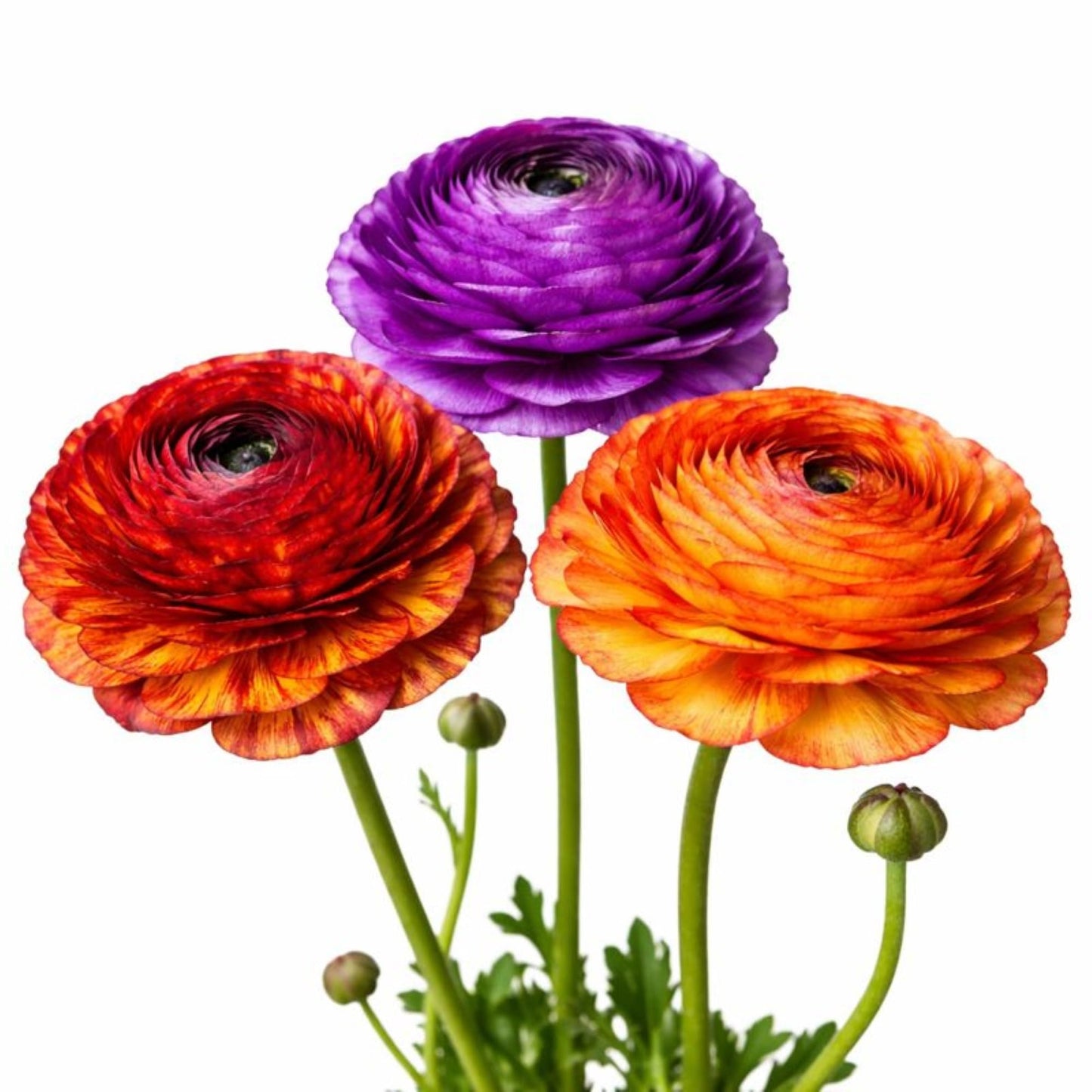 Easy to Grow Ranunculus Tecolote Picotee Mix 10 Flower Bulbs - Spring Bicolor Picotee Blooms in Sun, Carlsbad Flower Fields, Great for Cutting