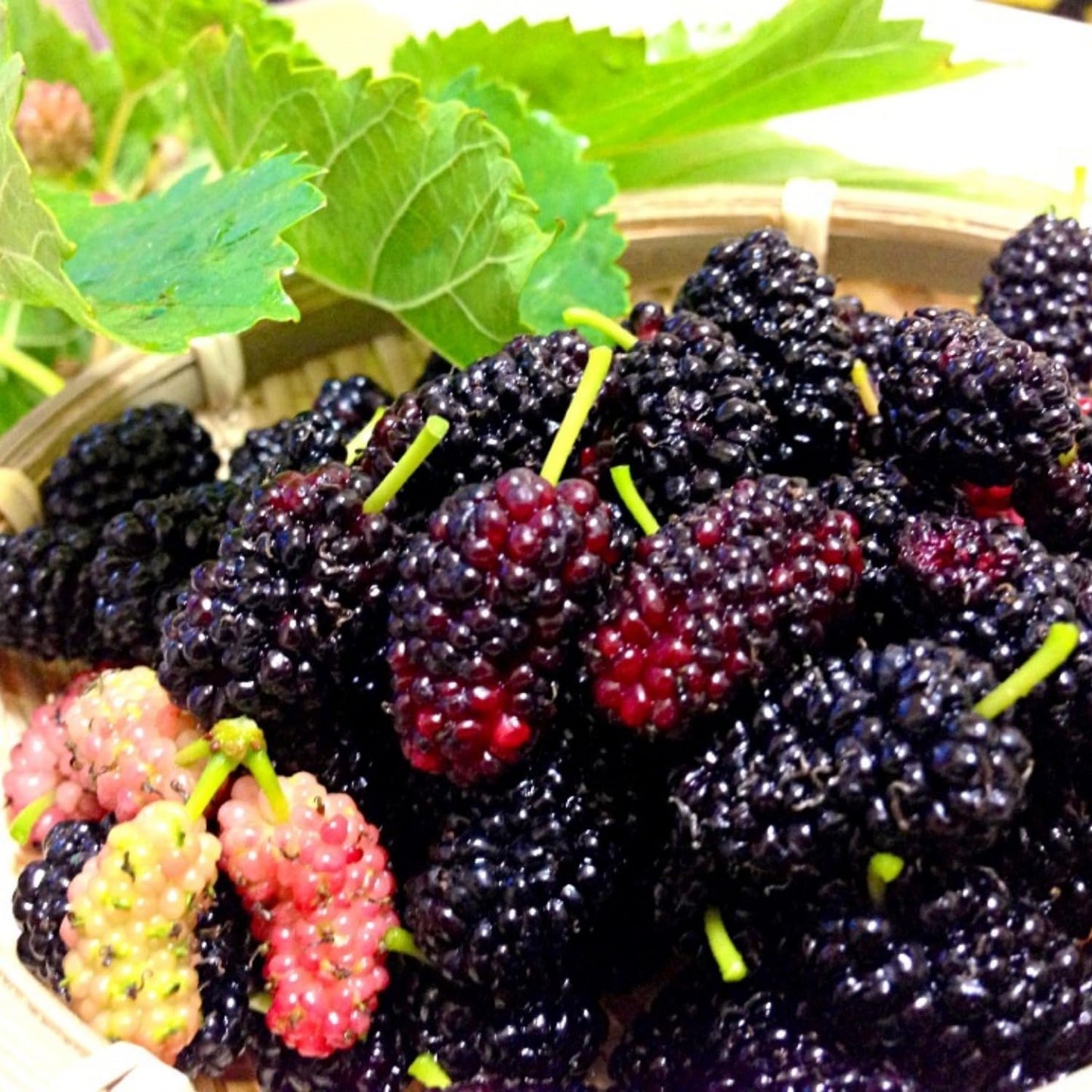 Dwarf Everbearing Mulberry Trees 6-8 Inches Tall Starter Plants - Edible Mulberries Fruit to Grow Outdoor - Sweet Mulberry Plants Live for Planting