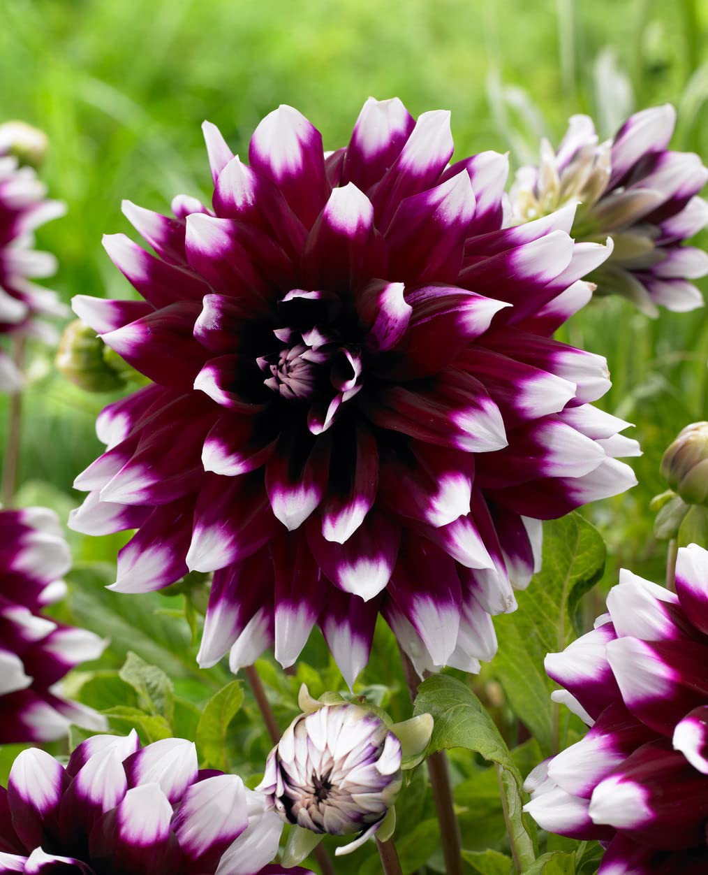 Votaniki Mystery Day Dahlia Bulbs - Dinnerplate Dahlia Bulbs for Planting | Eye-catching Flower, Perennial Dahlia, Large Blooms (1 Pack)