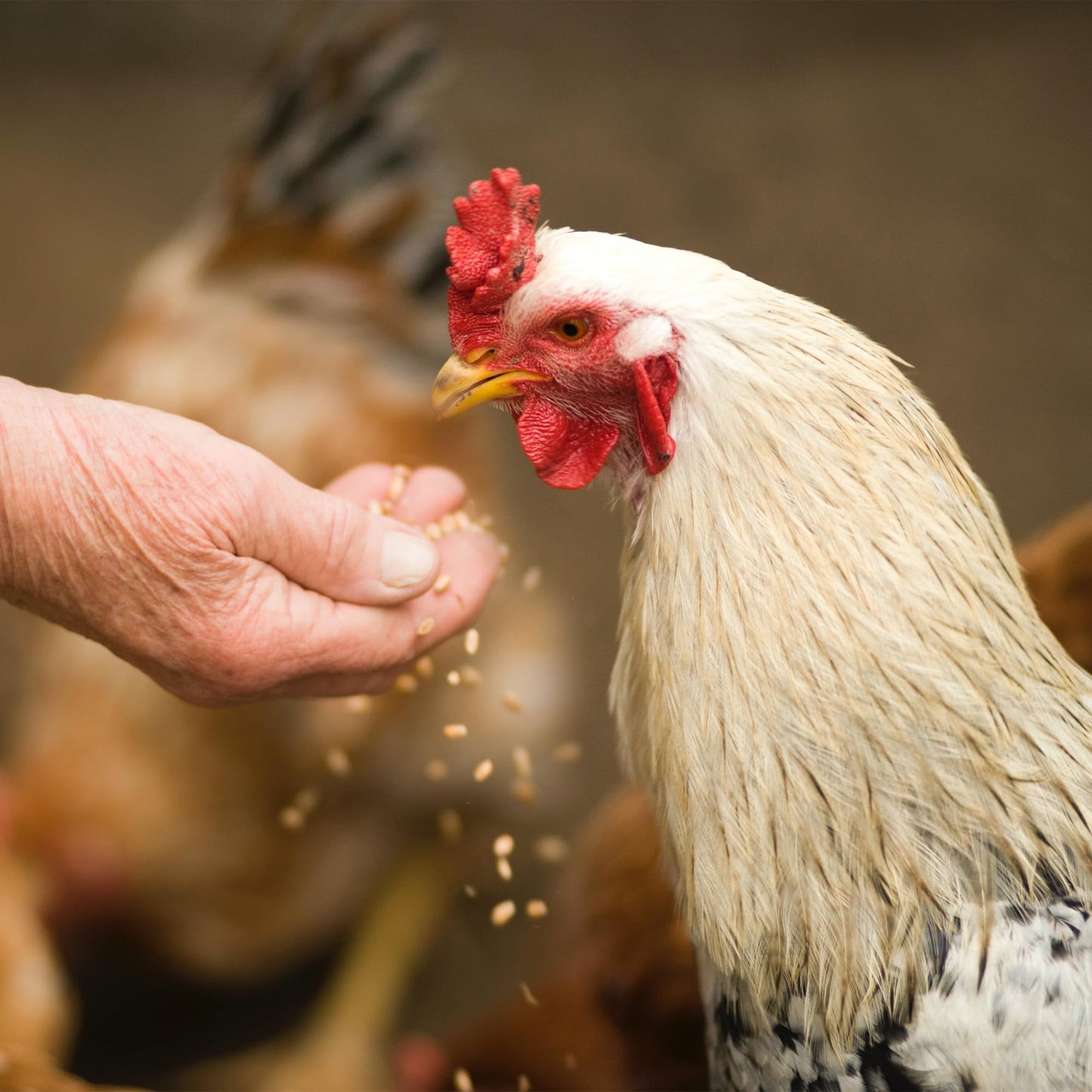 Copdock Mill Range Layers Pellets with Verm-X Chicken Feed 20kg - Premium Quality Complete Feed for Poultry - 100% Natural Mix to Aid Digestion and Protect Against Intestinal Problems