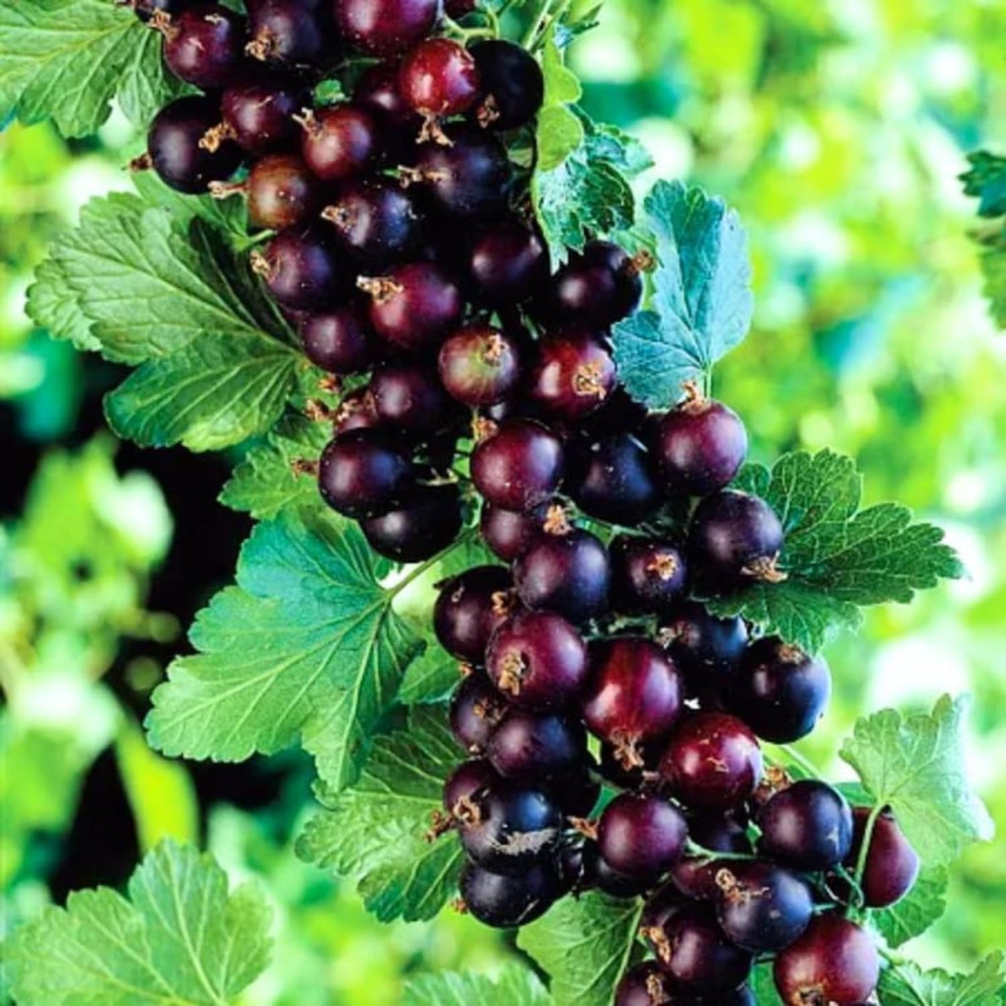 Black Velvet Gooseberry Bush Live Plant Well Rooted, 5-9 Inc Height, Gooseberry Plant Live for Planting