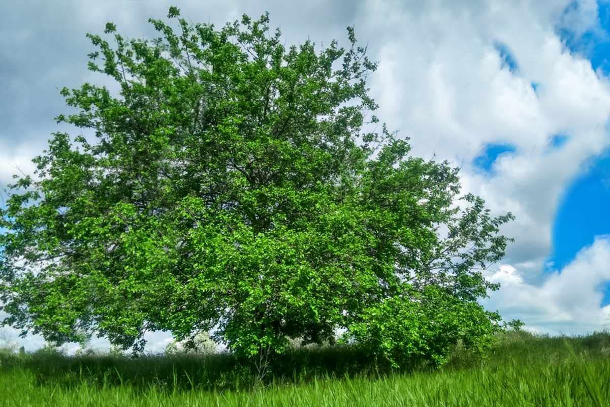 Starter Live Plants of Red Mulberry Tree - Beautiful All Year Round - USDA Zones 4 to 8 (2 Plants)