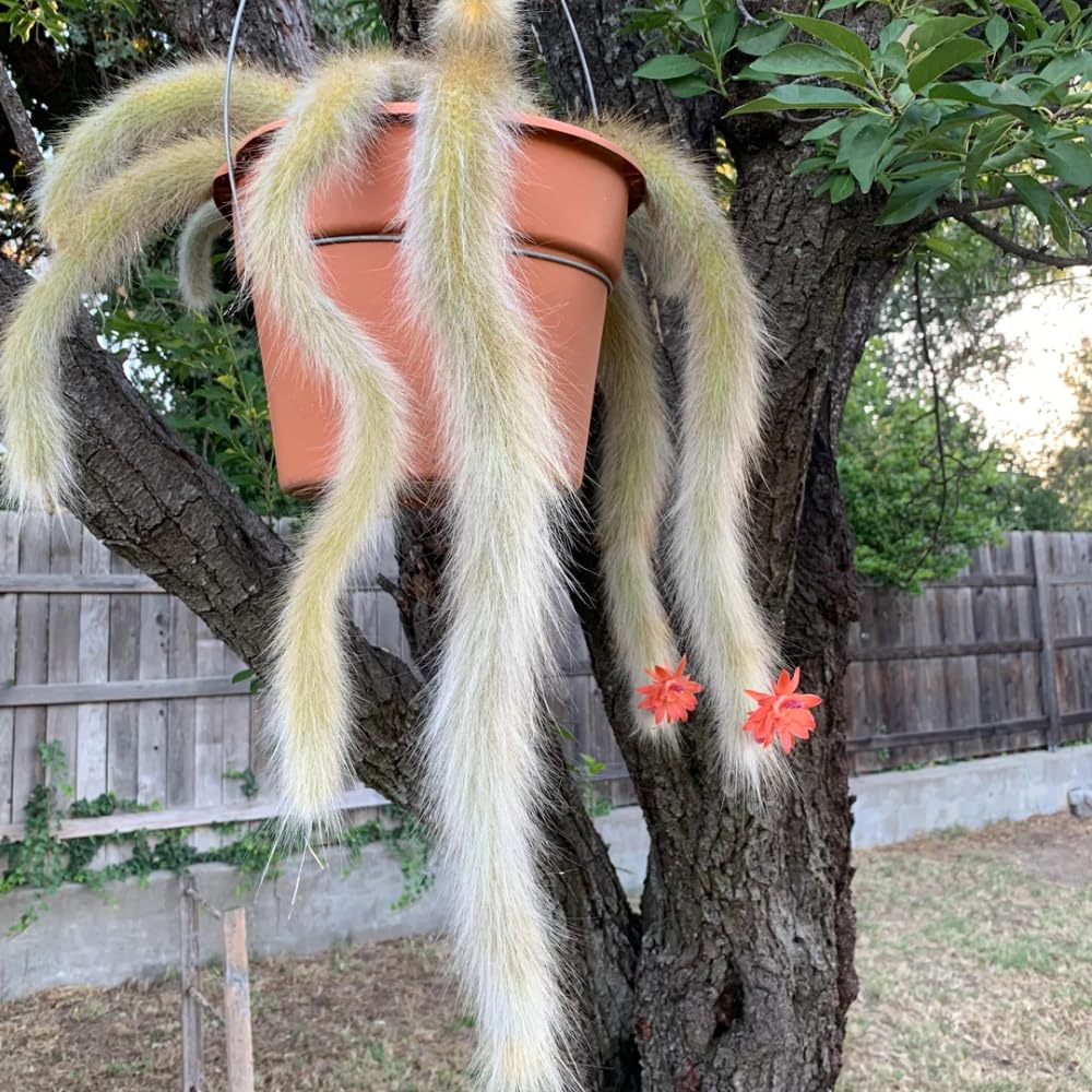 Monkey Tail Cactus Live Plant, Trailing Monkey Tail Cactus Plant, Houseplant Succulents in 2 Inch Pot for Indoor Outdoor Growing