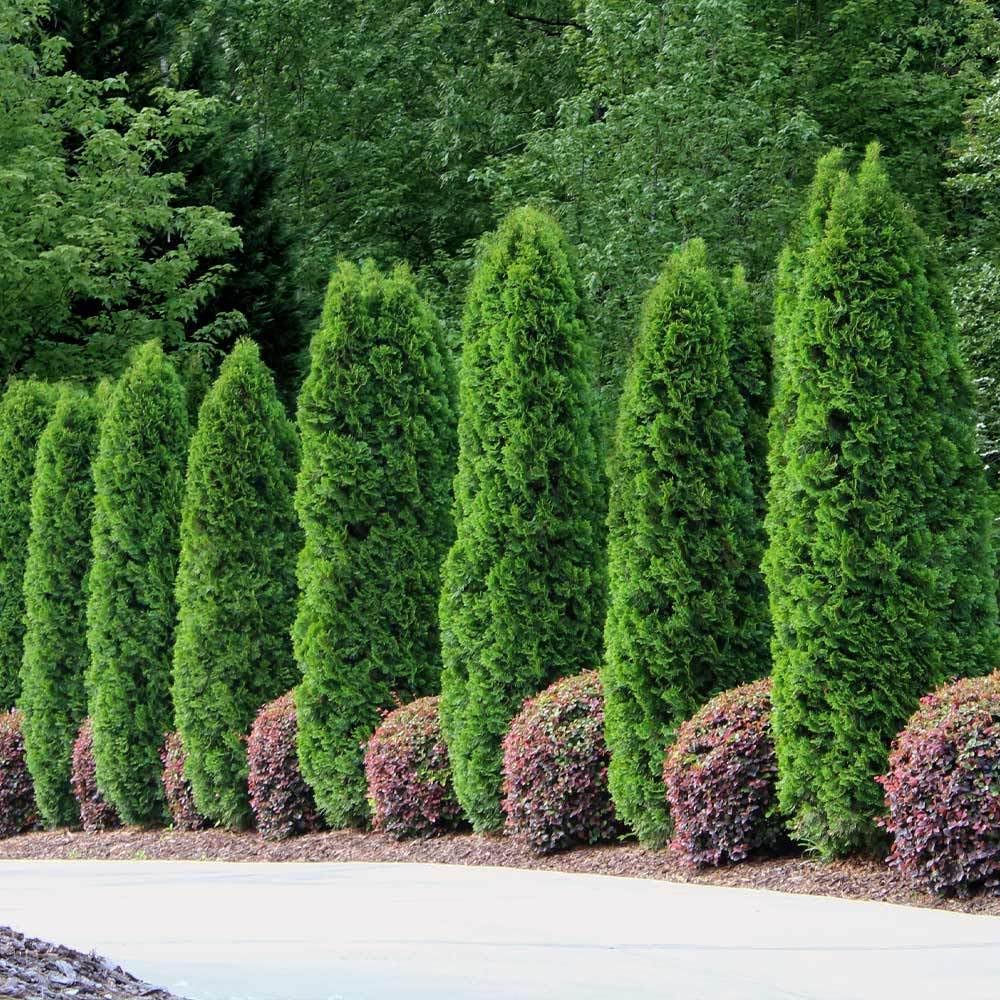 Brighter Blooms - Emerald Green Arborvitae, 1-2 Feet - Live Plant - No Shipping to AK, AZ, HI, OR