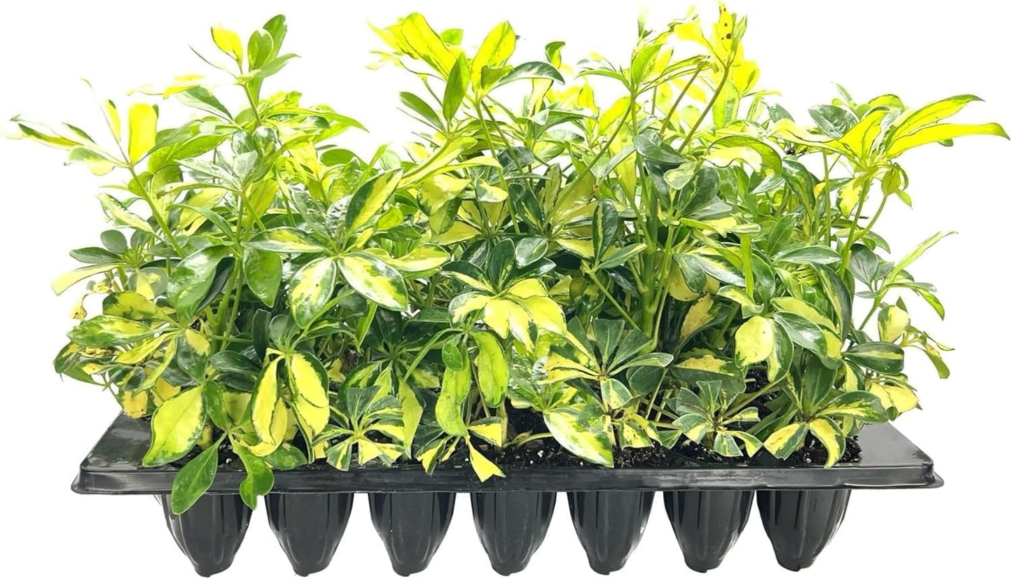 Arboricola Variegated Schefflera Trinette I 20 Live Plants I Vibrant Green & Yellow Foliage, Easy-Care Indoor & Outdoor Plant, Air-Purifying, Ideal for Home