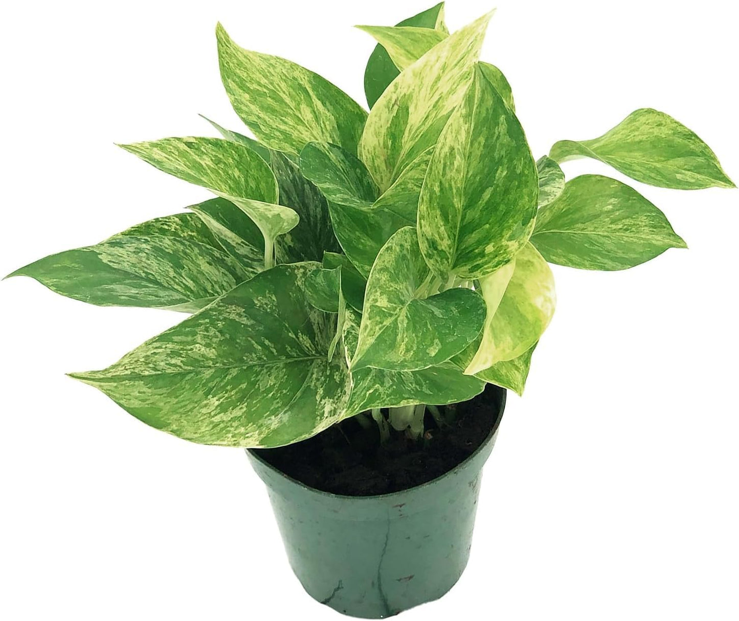Live Pothos Plant - Epipremnum aureus ‘Marble Queen Pothos’ - ragnaroc Tropical Plant 5-8” Tall - 2ct Live Arrival Guaranteed - Low Maintenance House Plants for Home Decor & Gift
