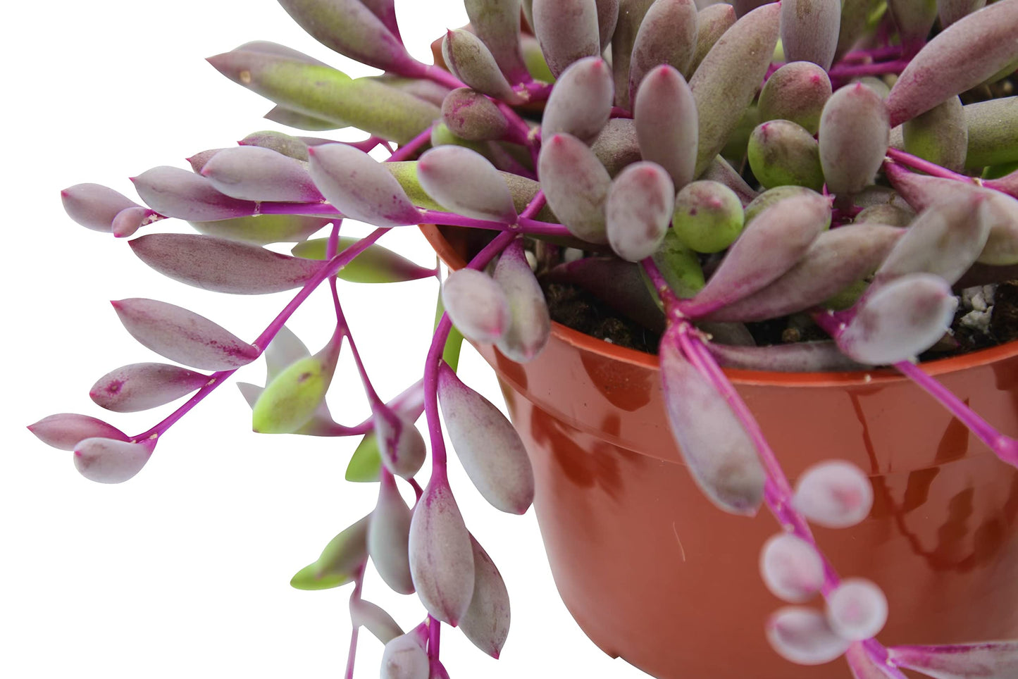 Live Succulent 4" Othonna Capensis Ruby Necklace, Succulents Plants Live, Succulent Plants Fully Rooted, House Plant for Home Office Decoration, DIY Projects, Party Favor Gift By The Succulent Cult
