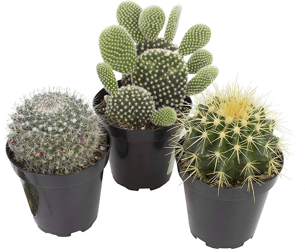 Altman Plants, Assorted Cactus Plants Live Succulents (3 Pack), Live Cactus Plant Lover Gifts, Cacti Succulents Plants Live Houseplants, Succulent Indoor Plants Live Plants in Cactus Soil Potting Mix