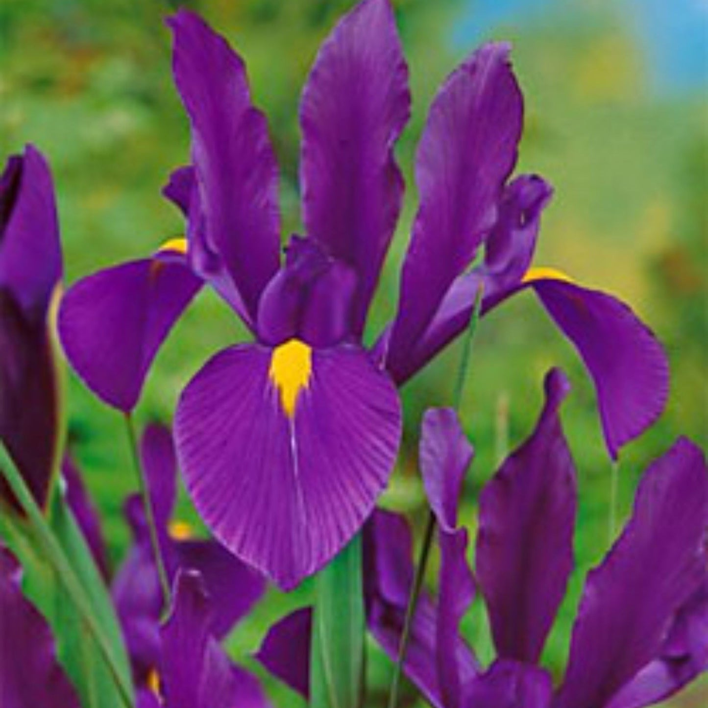 Dutch Iris ‘Valentine’ – Top-Size Bulbs for Fall Planting | Rich Indigo-Purple Blooms, Hardy Spring Flower Bulbs Ideal for Borders, Beds, and Cut Arrangements | Easy-to-Grow Dutch Variety