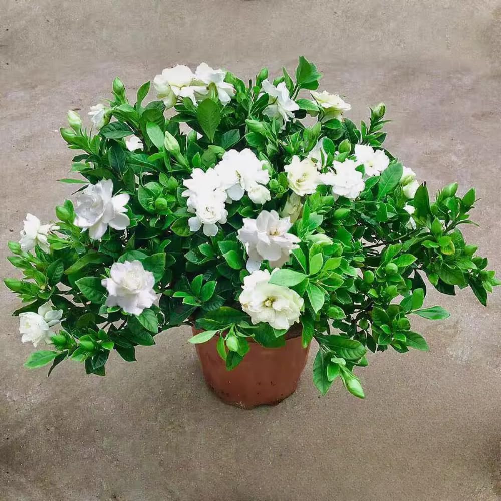 3 Cape Jasmine Plants Live, Live Frost Proof Jasmine Plants, Gardenia Jasmine Live Plants, 4 to 6 Inc Long
