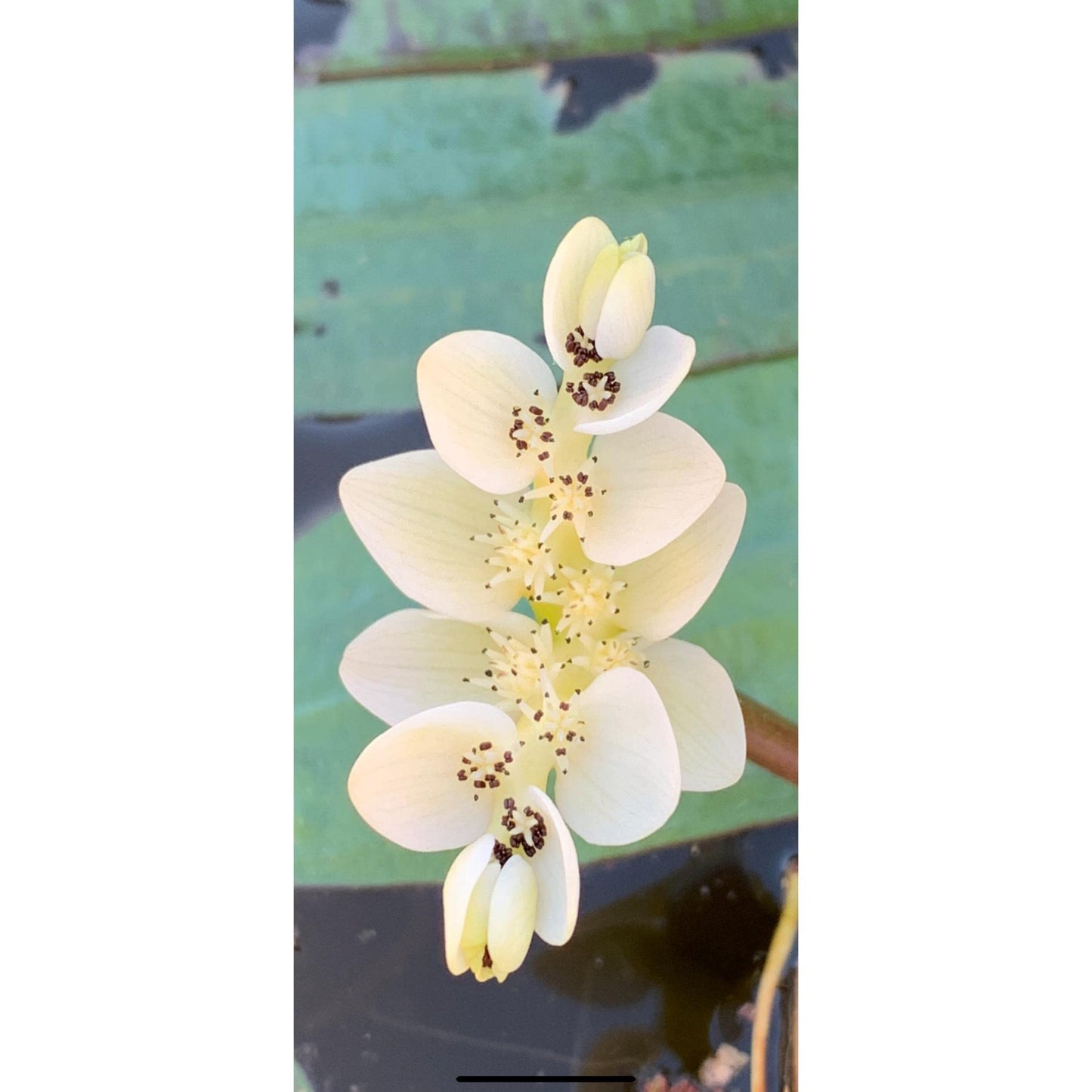 Chalily Live Aquatic Pond Plant Water Hawthorn: Hardy Outdoor Garden Water Pond Plants Lily Like Floating Pads Goldfish Koi Lotus Ponds Loves Shade Sun Flowers Beautiful White Vanilla Scented Lily