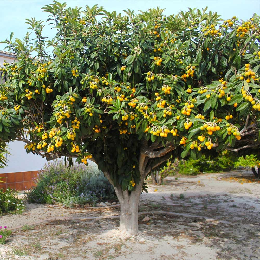 Loquat Fruit Tree 5-9" Tall, 4" Pot, Well-Rooted Loquat Plant for Garden and Orchard Planting
