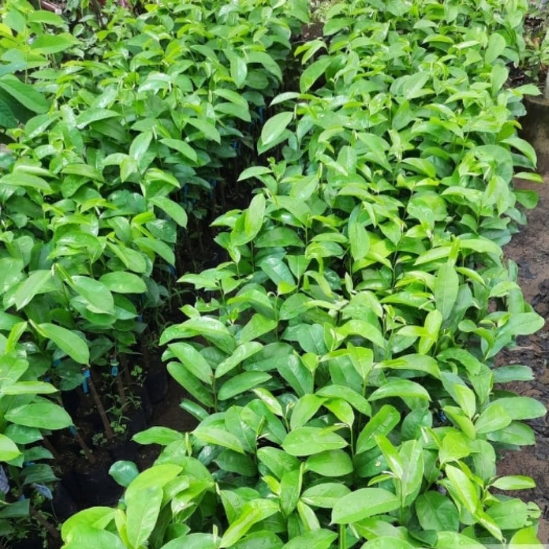 Soursop Tree Live Plant for Planting, Sweet Soursop Plant Live 5-9 Inch Tall, No Pot, Annona Muricata Giant Soursop Fruit Tree Plant