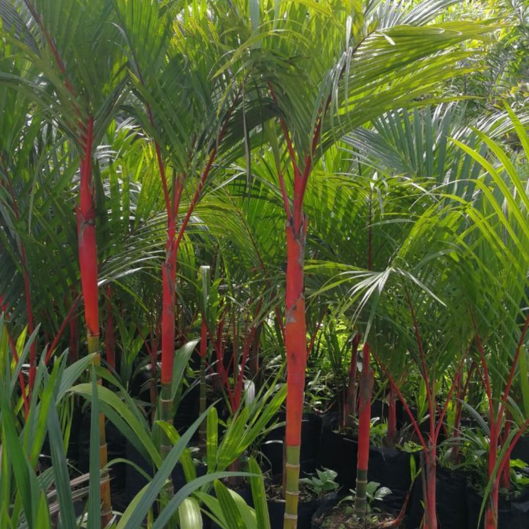Palm Tree Plant, Live Tropical Palm Tree, Fully Rooted in 3 Gallon Pot, Ready for Outdoor Planting (Red Lipstick Palm)