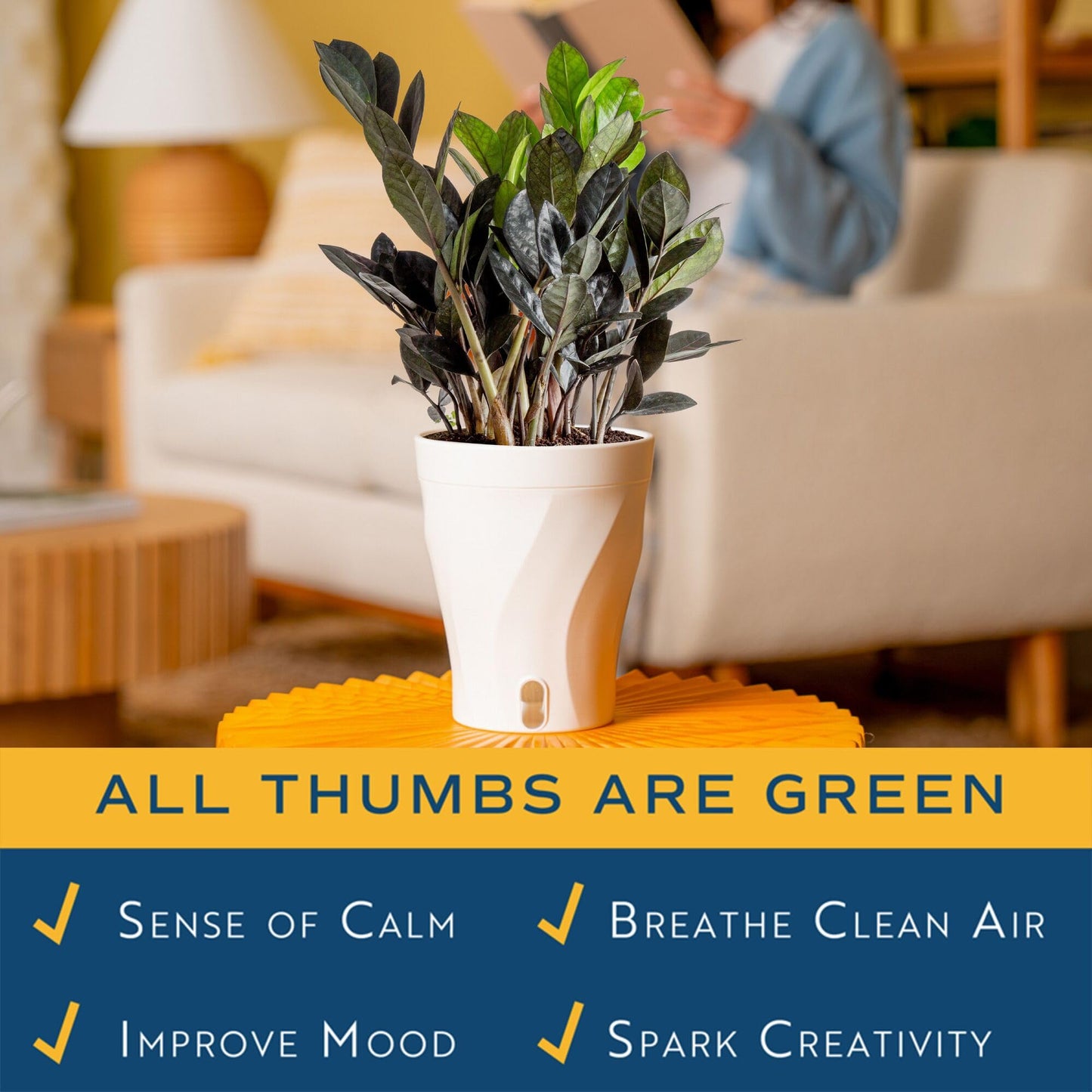 Costa Farms Raven ZZ Live Plant in Self Watering Pot, Easy to Maintain, Air Purifying Indoor Houseplant, Perfect for Home, Room, or Office Decor, Great House Warming or Birthday Gift, 12-18 Inches