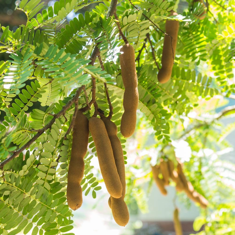 Live Sour Tamarind Tree 2-3ft in 3 Gallon Pot, Live Tropical Fruit Plant, Tangy Tamarind Fruit Tree for Planting Outdoor Garden, No Ship to CA