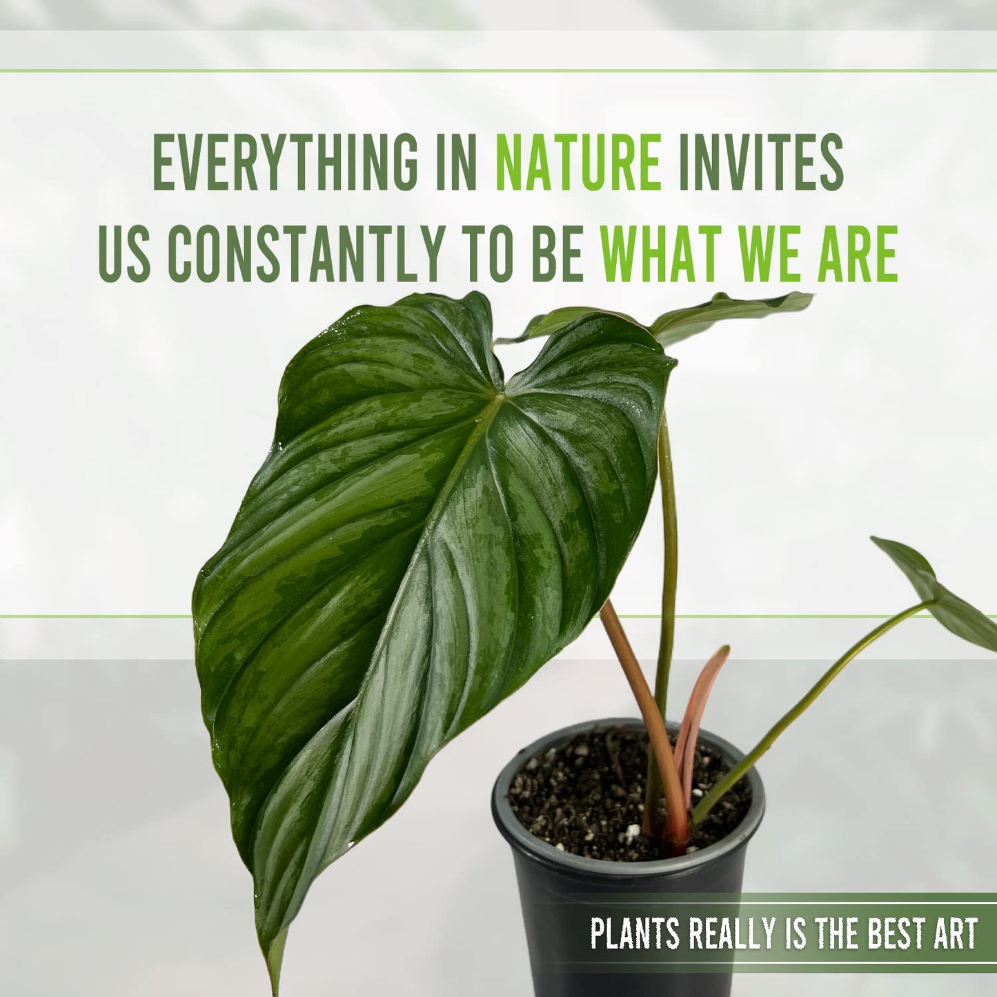 LEAL PLANTS ECUADOR Philodendron Pastazanum Silver (Pack of 2)| Live Indoor Tropical Greenery | Elephant Ear Plant | Air-Purifying Houseplants | Perfect for Home, Office |Unique Gift for Plant Lover