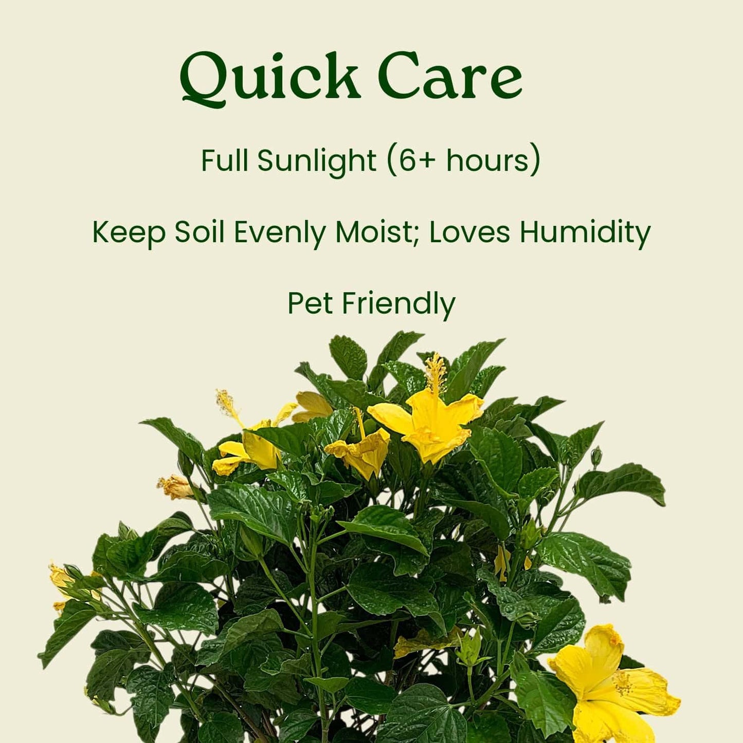 Hibiscus Live Plant - Yellow Hibiscus Bush - Flowering Plants - Yellow Ft. Myers - Overall Height 26" to 28" - (Plant Only)