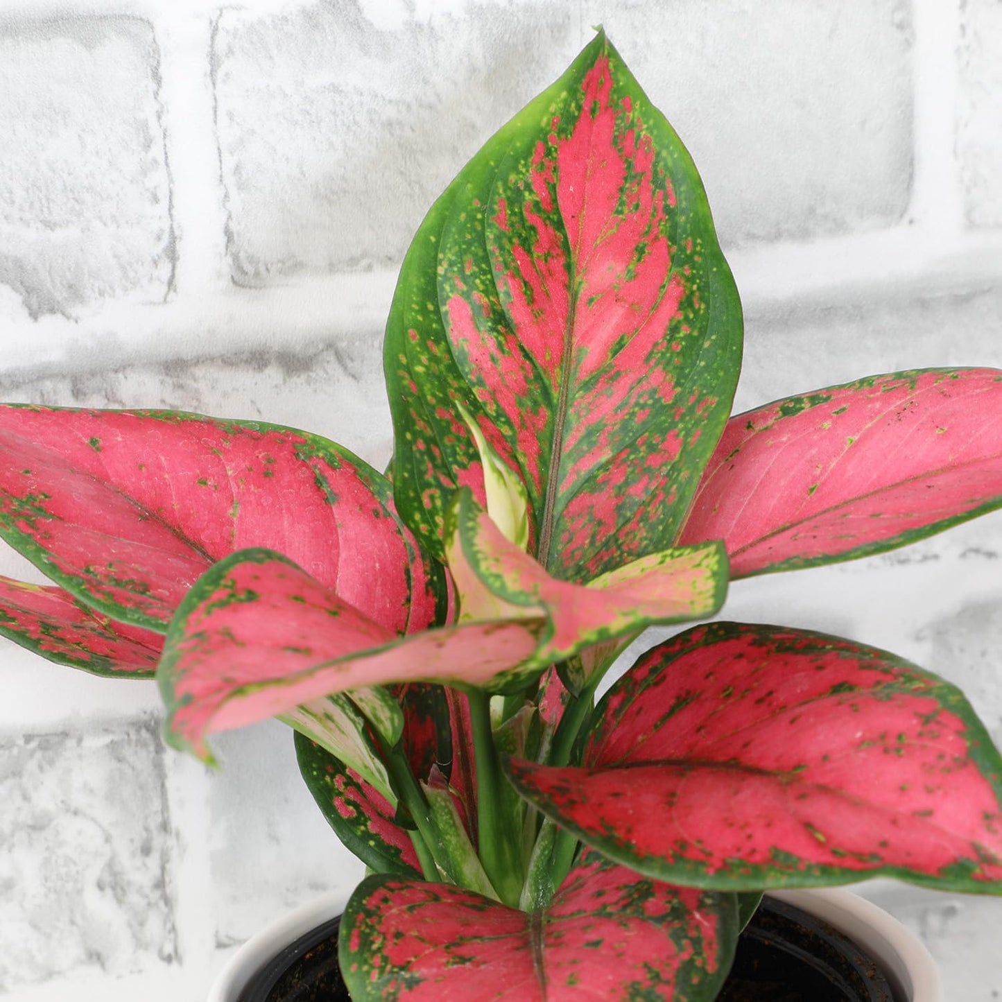 Beauty Aglaonema Chinese Evergreen Live Plant, Variegated Plant Exotic House Plants Live Tropical Plants, Rare House Plants Indoors Live Plants Indoor Plants Live Houseplants by Plants for Pets