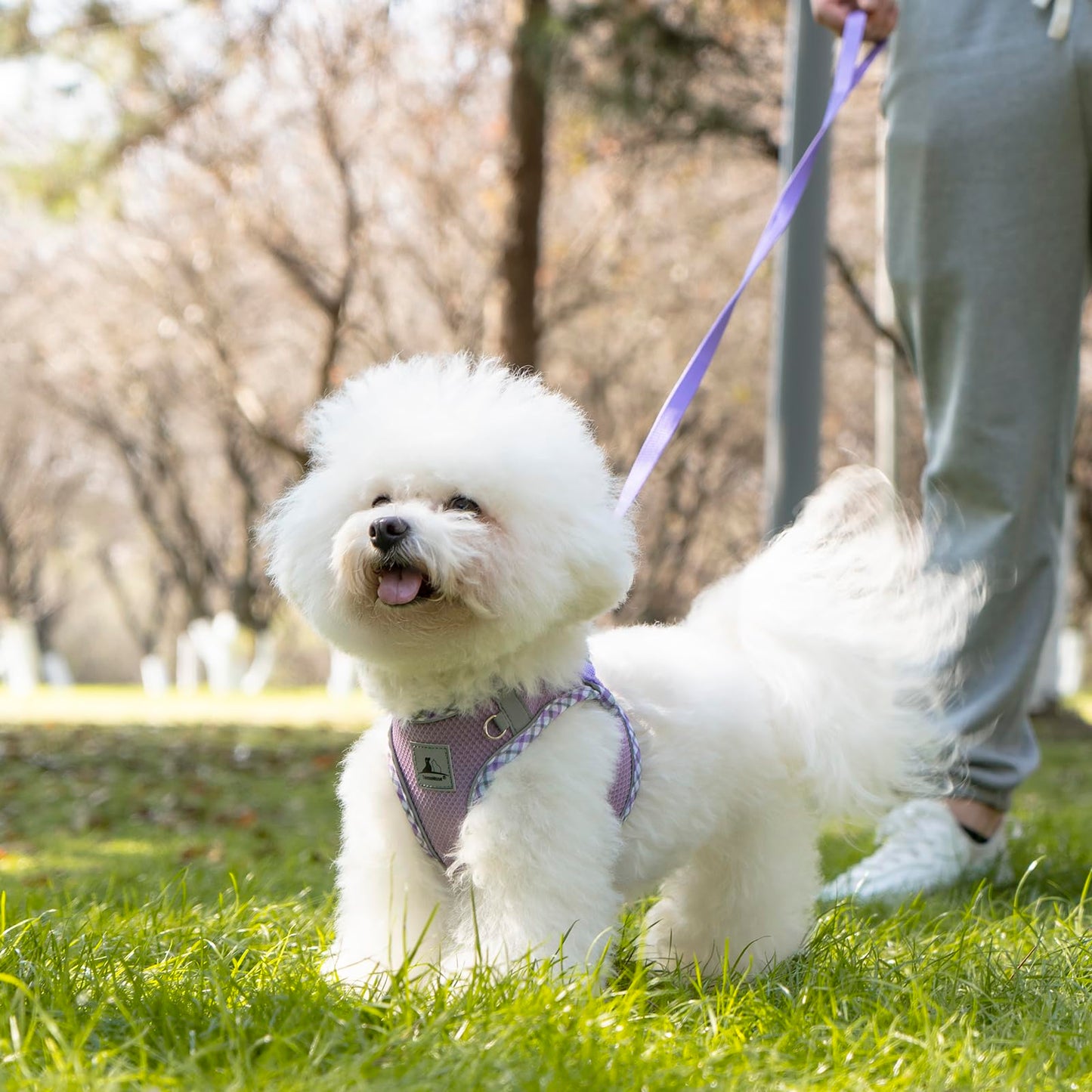 TomteNisse Dog Harness and Leash Set - No Pull Soft Breathable Small Dog Harness, Adjustable Reflective Step in Vest for Puppy, Kitten, Cats