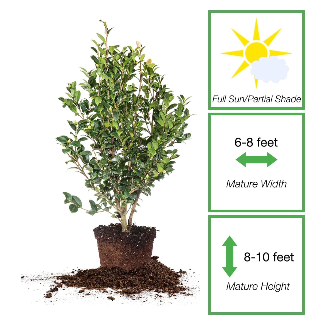 Perfect Plants Yuletide Camellia Bush 3 Gallon | Live Shrub for Outdoor Planting | Beautiful Early Spring Flowers | Red Flower with Yellow Center