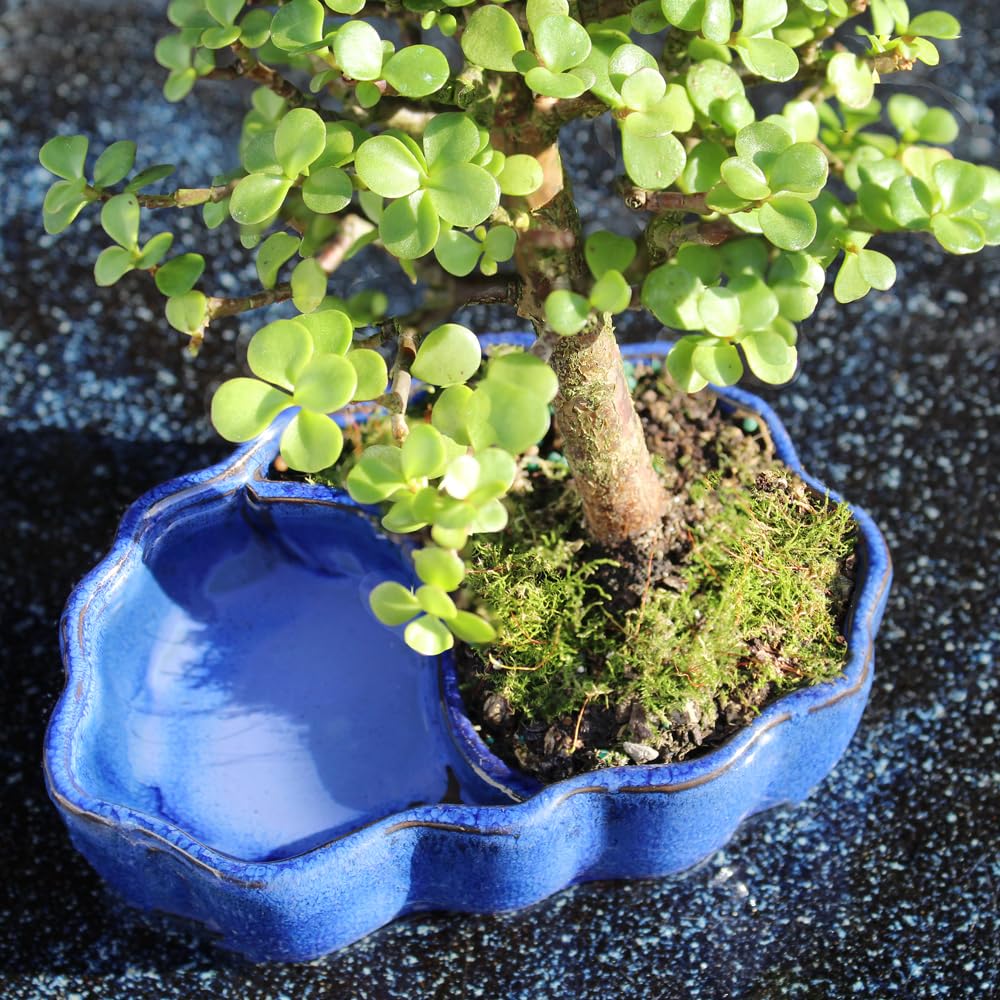 Brussel's Bonsai - Live Dwarf Jade Bonsai Tree in a Zen Ceramic Bonsai Pot, Indoor Succulent Houseplant, 3 Years Old, 5-8 Inches Tall, Easy Care Plant for Home or Office (Small, Green)