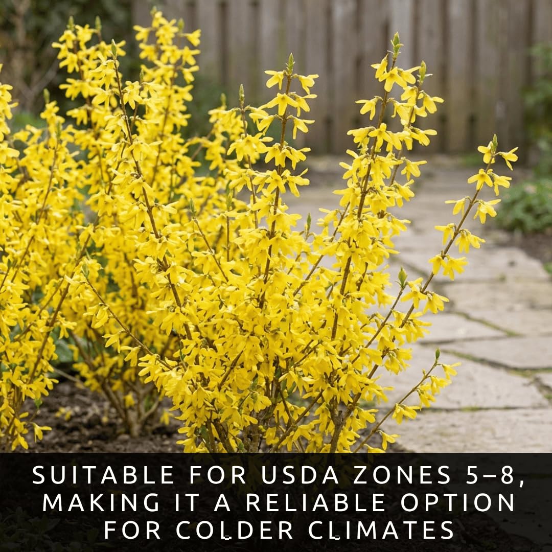 Live Forsythia Lynwood Gold Plants (3-Pack) – Fast Growing Yellow Flowering Shrubs – Hardy Spring Bloom Landscape Bushes – Outdoor Hedge & Border Plants