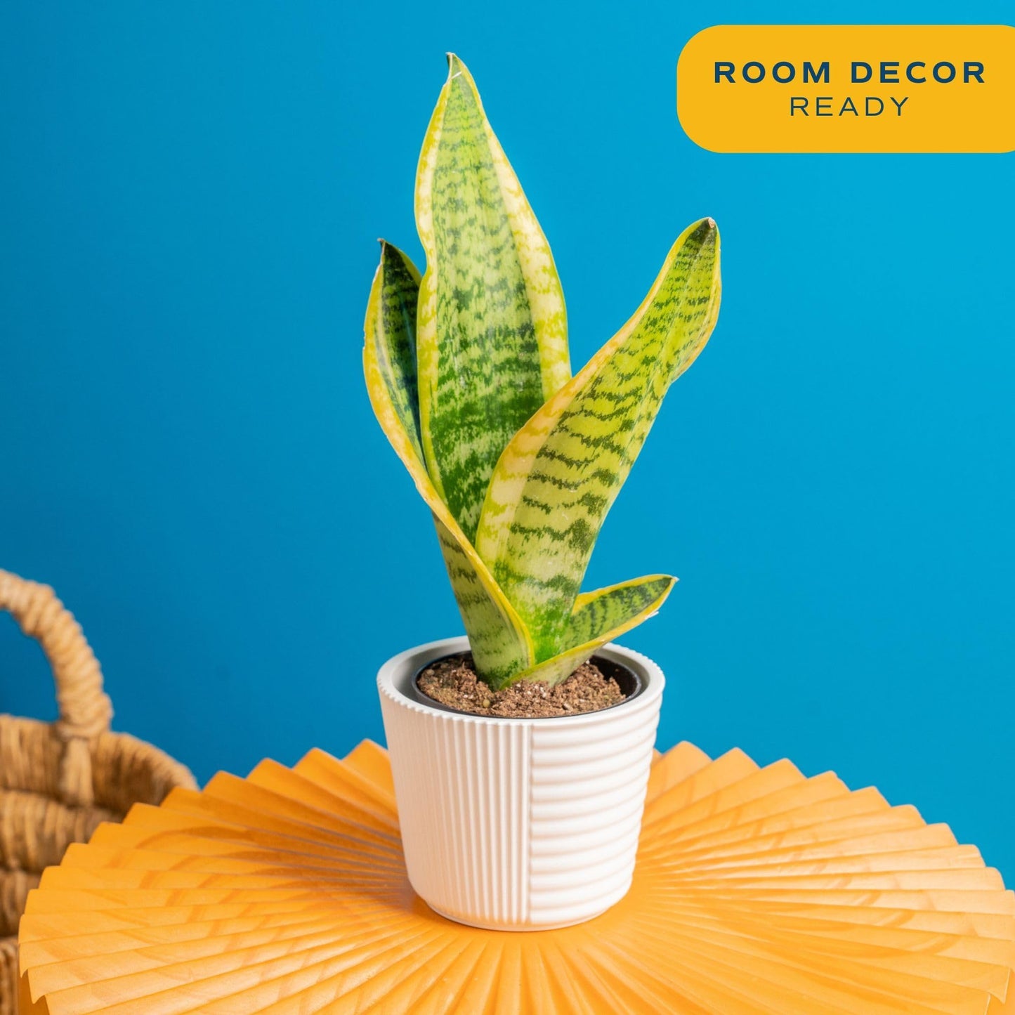 Costa Farms Snake Plant Live Houseplants (2-Pack), Sansevieria in Decor Pots, Live Indoor Plants for Low Light, Easy Care Succulents for Plant Shelf, Home Decor & Office Desk, 8-12 Inches Tall