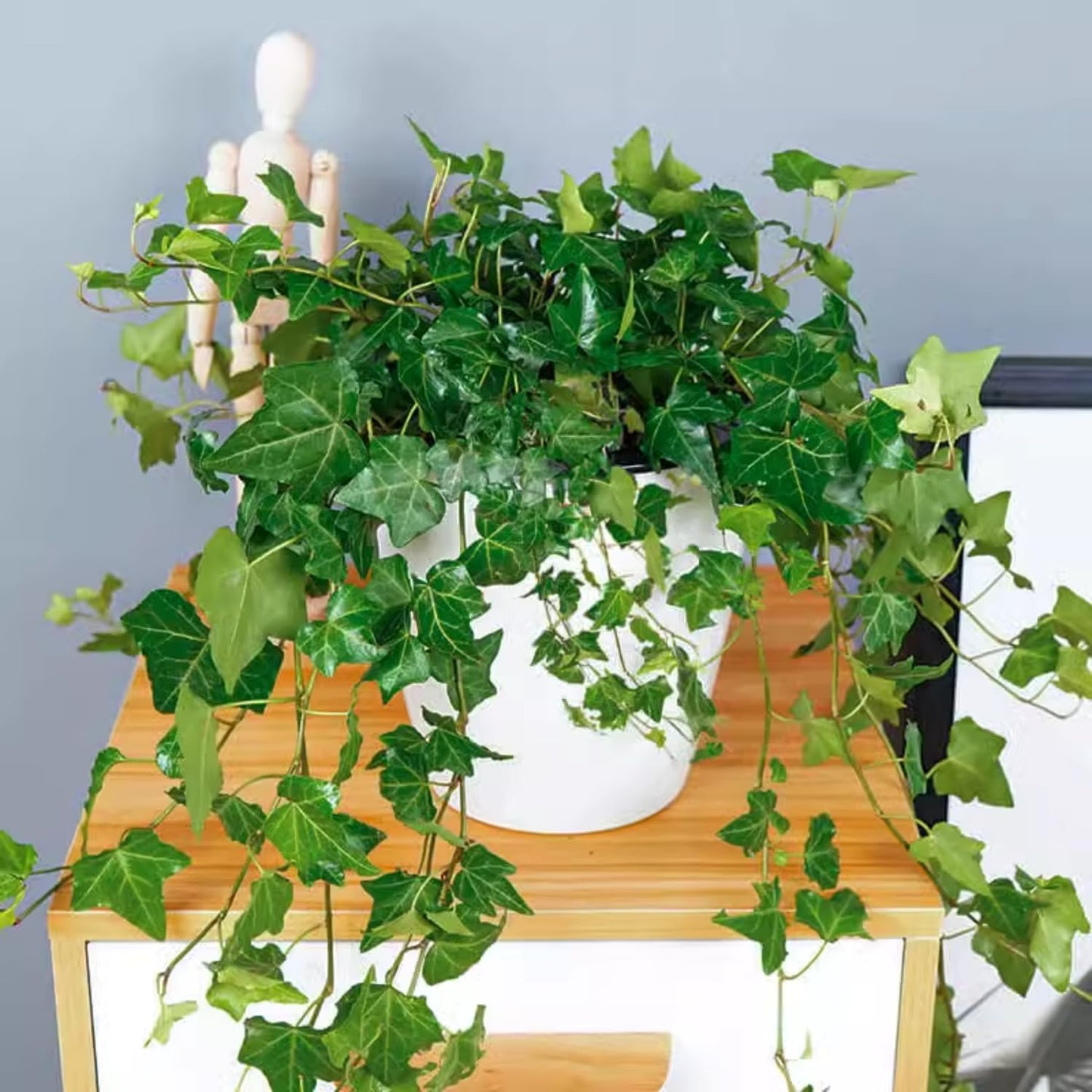 Trailing English Ivy Live Plant, Hardy Ivy Plants in 4" Pot, Climbing Plants Outdoor Garden, Easy Care House Plant (Green)