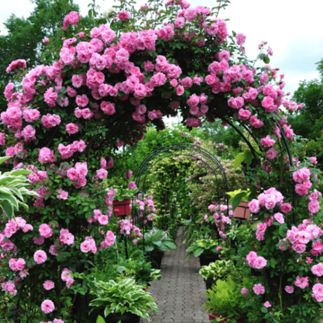 Fragrant Climbing Rose Live Plant, Well Rooted 5-9" Tall, No Leaf, Indoor Outdoor Climber, Rose Bush, Hybrid Tea Rose Like (Pink to Deep Pink)
