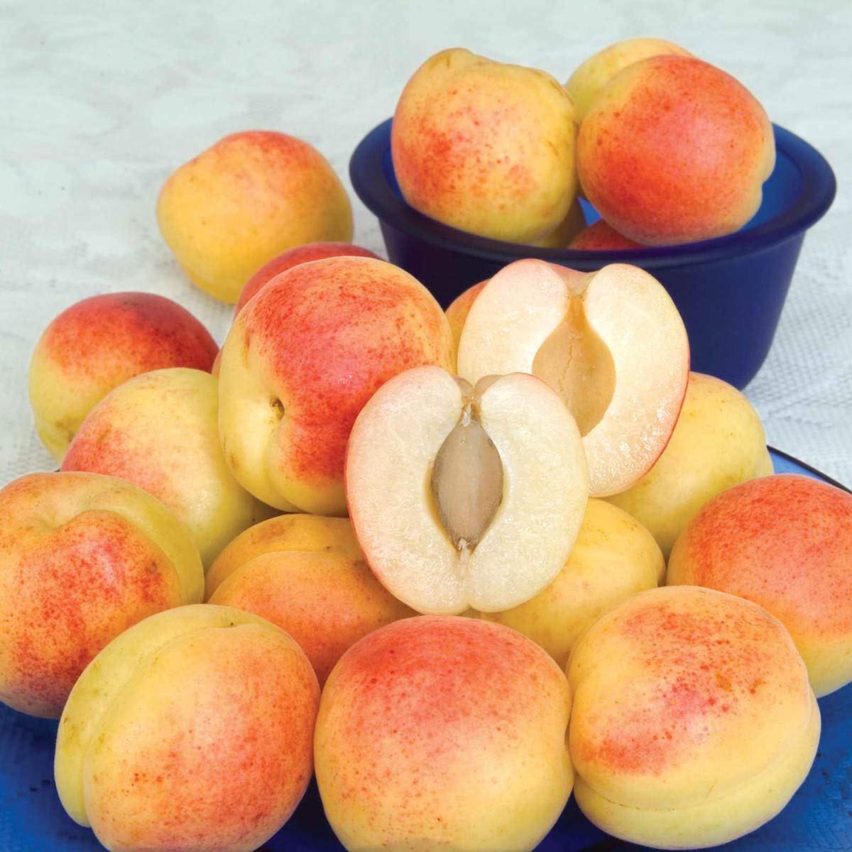 Sugar Pearls™ Apricot Dormant Starter Bare Root Standard Fruit Tree, Can't Ship to States of CA, CO, ID, MT, OR or WA, 1-Pack