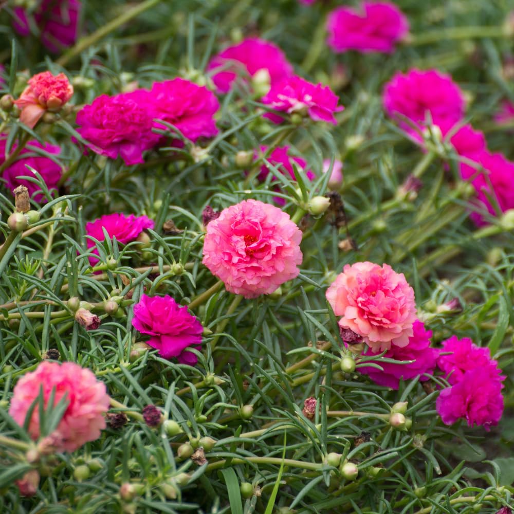 Moss Rose Plants, Live Portulaca Plants 4-6 Inch Plant Roots, Flowering Groundcover, Mixed Colors Moss Rose Potted Starter Plant for Outdoor Garden Planting