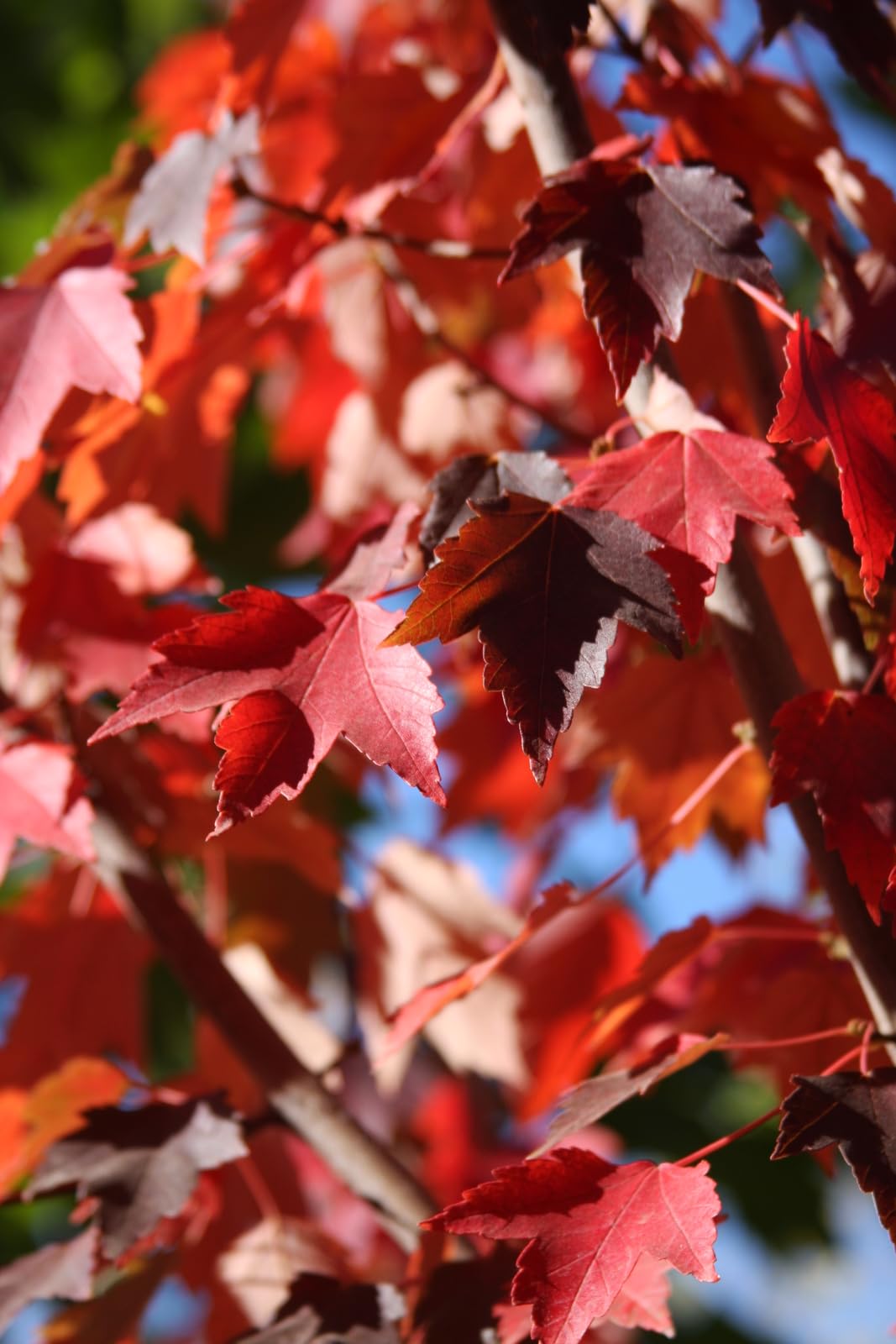 Live Plant - Sun Valley Red Maple Tree - Live Plant - 20-28" Tall - Gallon Pot