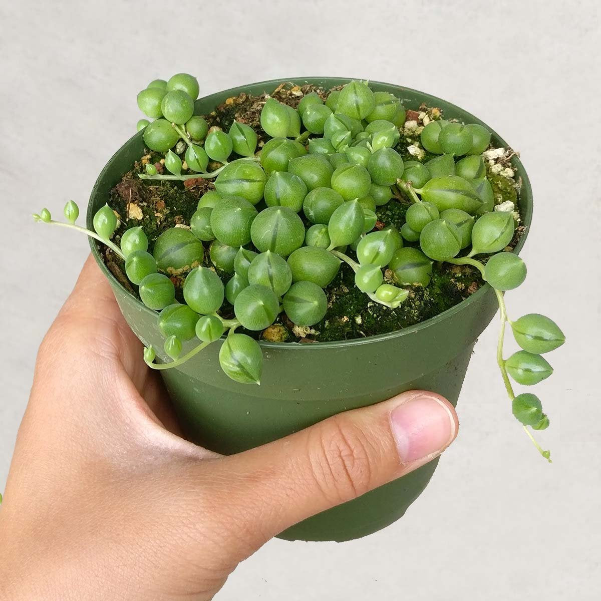 Shop Succulents | Perfect String of Pearl Succulent Plant, Ideal for Hanging Baskets or Trailing Planters, 4" Pot