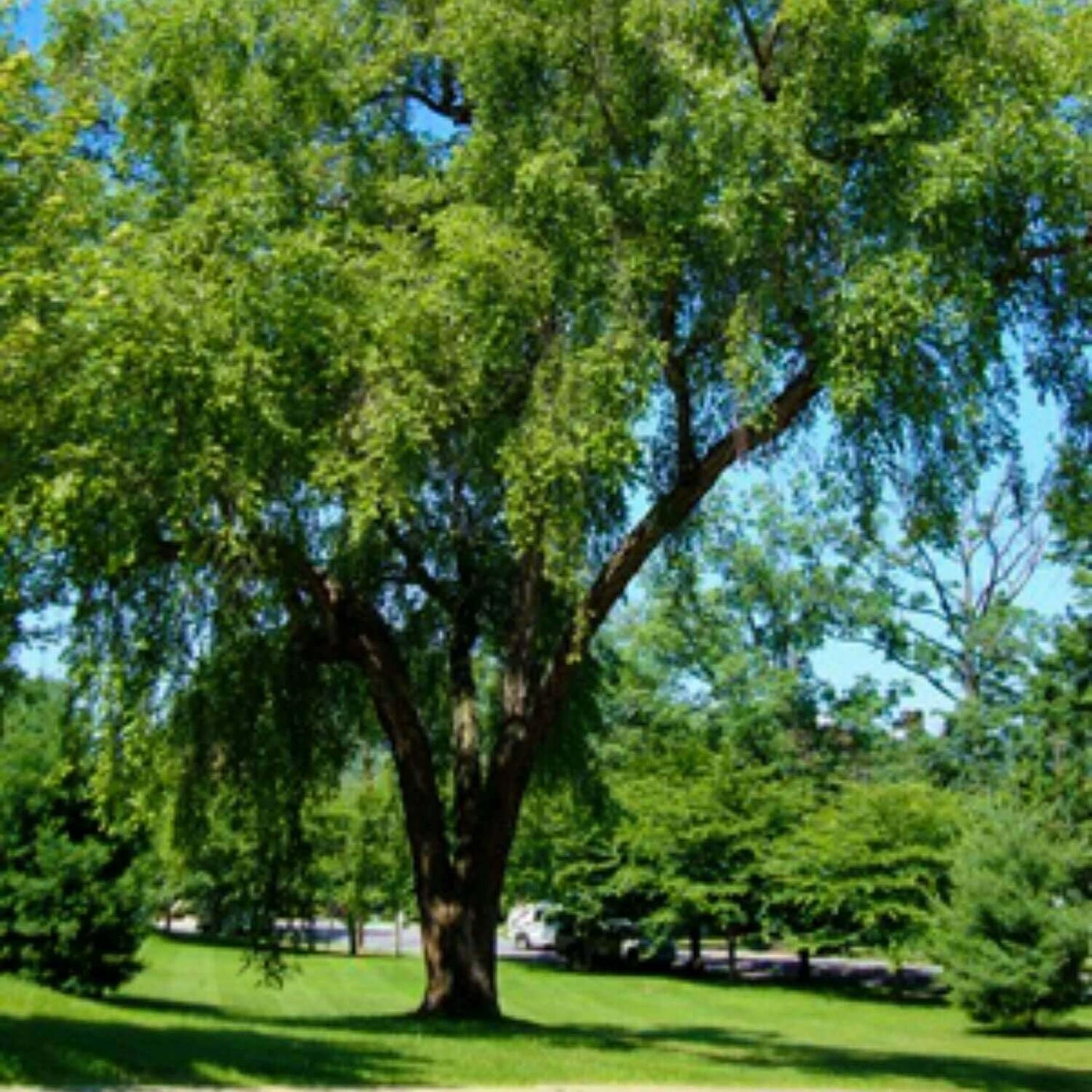 Live Plant - 3 River Birch Trees - 18-30" Tall - Live Plants - Bareroot - Betula nigra