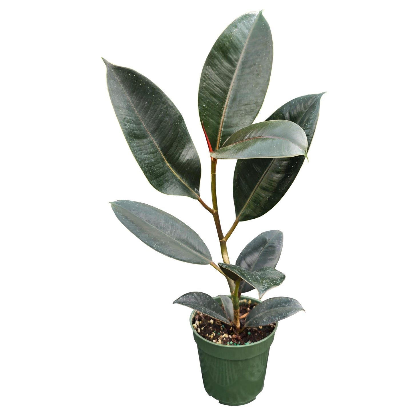 Bumble Plants Burgundy Ficus Elastica Black Rubber Plant [Winter Thermal Packaging Included] | Glossy Dark Green Leaves | Red Mid-Veins | Low Maintenance Unique Houseplants for Easy Indoor Gardens