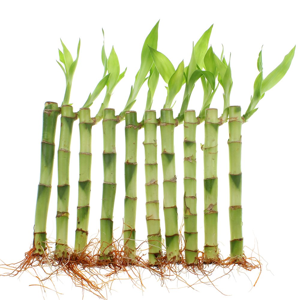 NW Wholesaler - Live Indoor Lucky Bamboo 6 Inch Bundle of 10 Stalks - Live Indoor Houseplants for Home Decor, Floral Arrangements, and Feng Shui - Good Luck Plant