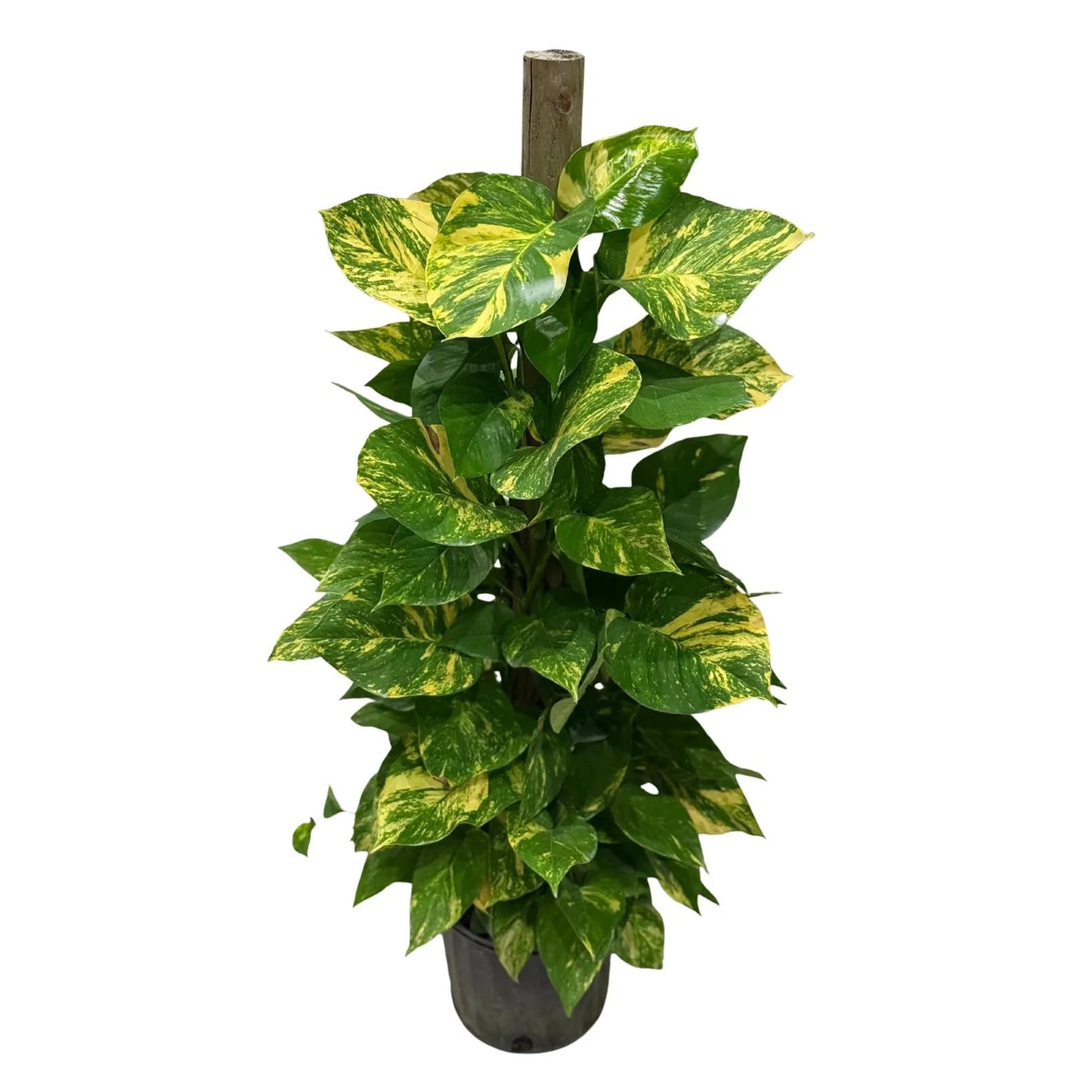 Golden Pothos Live Plant (Devil’s Ivy) – 4 Ft Variegated Gold Leaf Pothos on Totem Pole – Tall Tropical Indoor Houseplant for Home or Office – Air Purifying Rare Live Plant Gift for Garden Lovers
