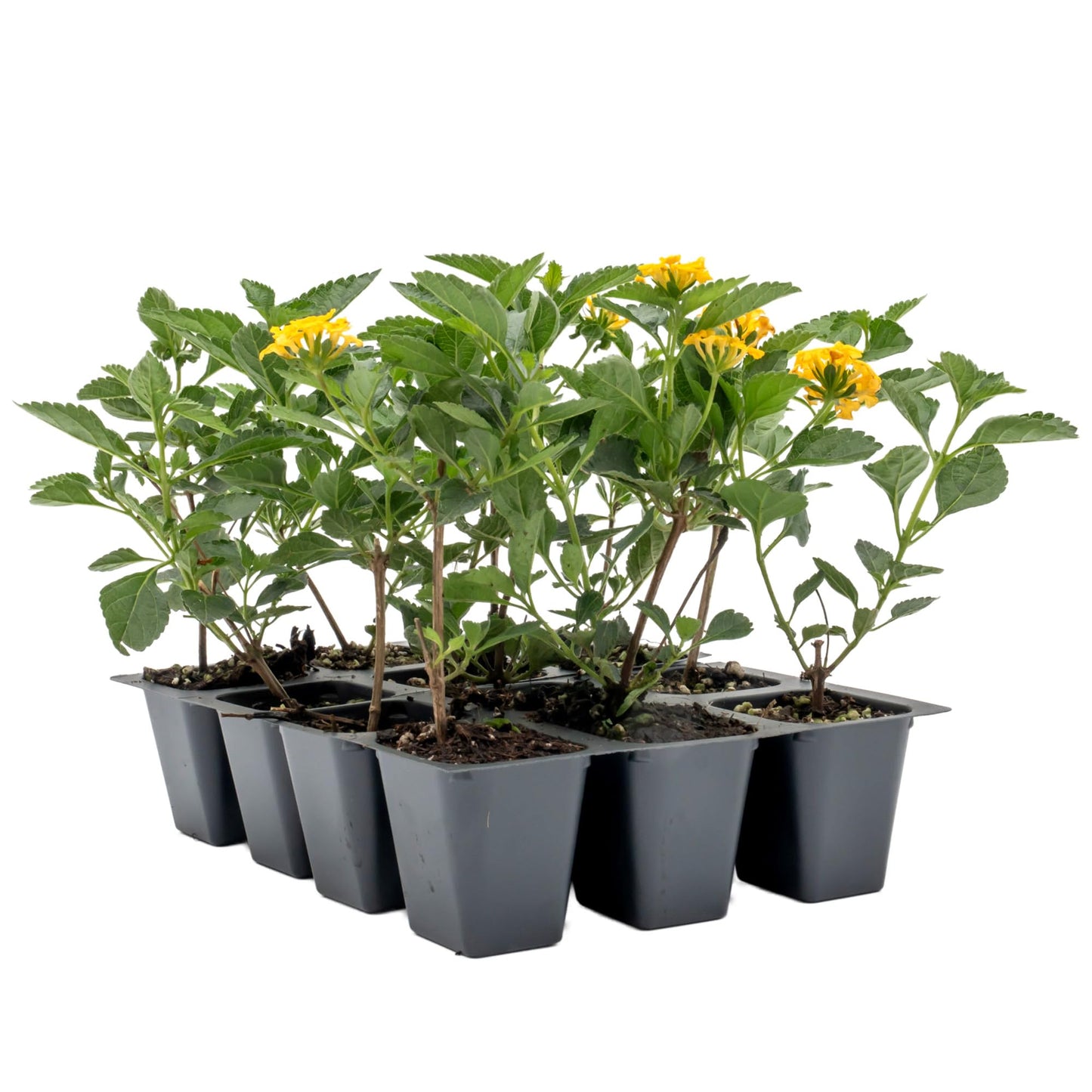 12 New Gold Lantana – Golden Yellow Flowering Shrub for Borders, Containers, & Pollinator Gardens (Lantana Camara ‘New Gold’) in 2.5″ Cubes, Live Plants