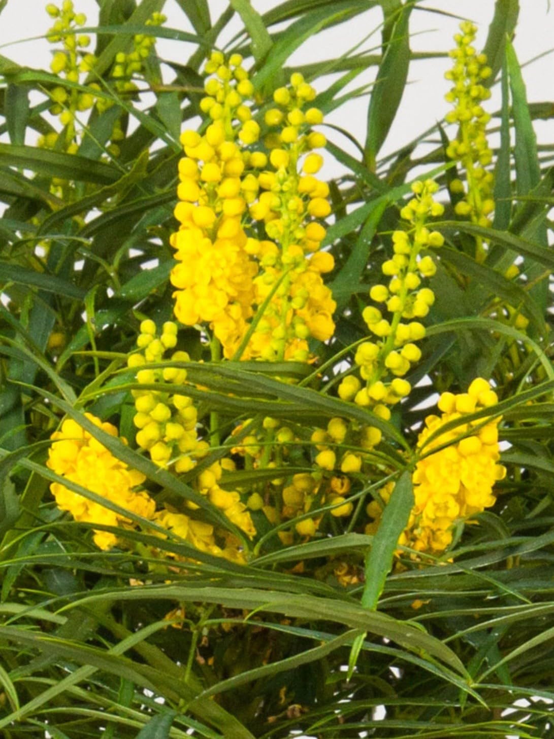 Live Plant - Soft Caress Mahoniamahonia Eurybracteata Ganpinensissmall Rooted Starter Plant