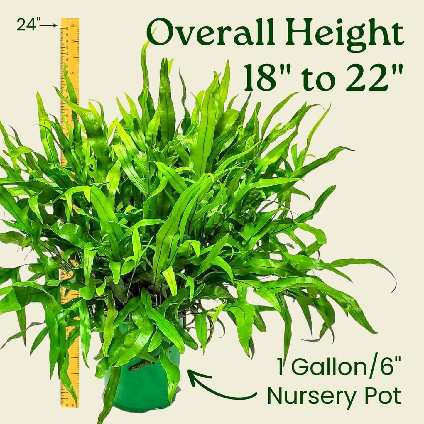Kangaroo Fern Plant - Live Fern Green Foliage - Overall Height 18inch to 22inch - 1 Gallon Pot - Tropical Plants of Florida (Plant + Fertilizer)