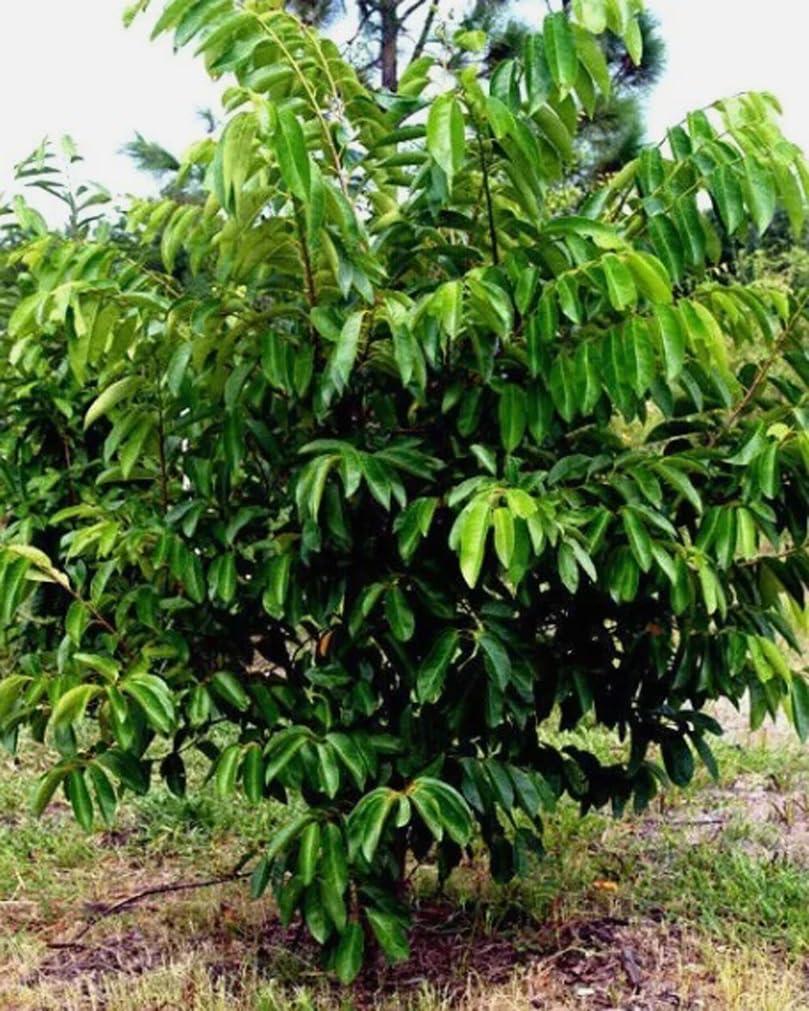 10PCS Custard Sugar Apple Fruit Tree Seeds Annona Squamosa Tropical Sweetsop Plant Fruit Tree Seeds